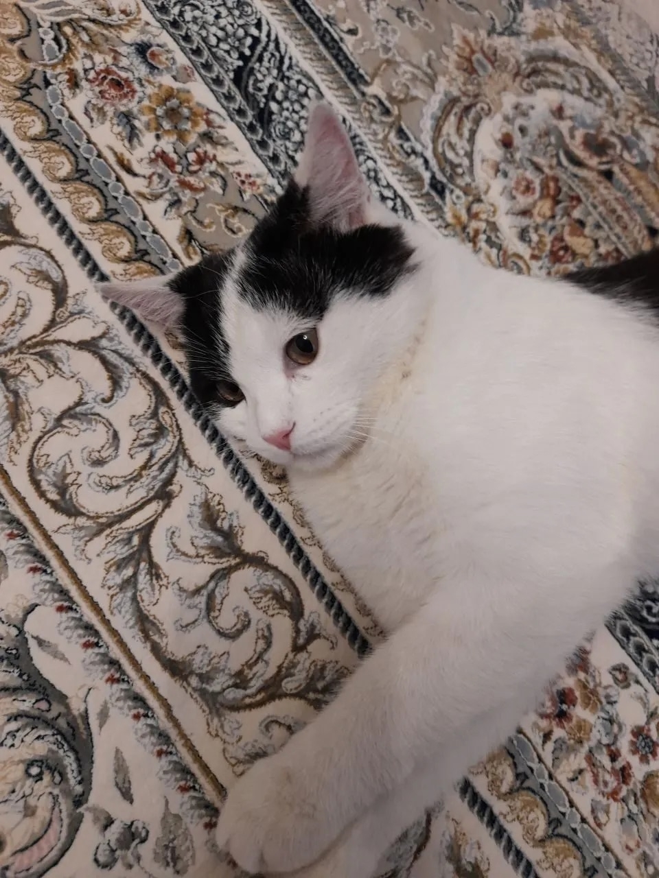 Пропала кошка в Пензе — г.Пенза