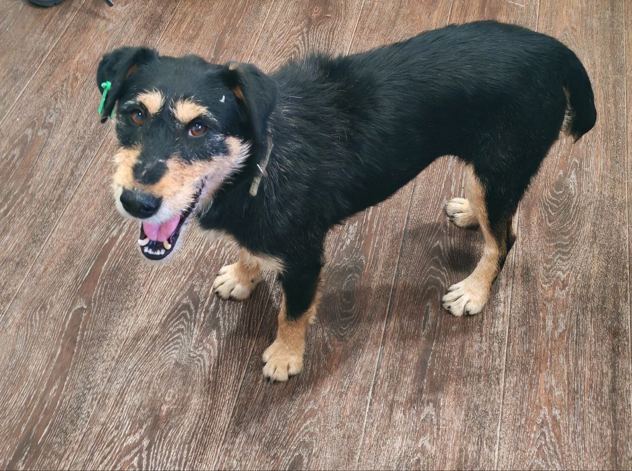 Объявление о питомце в Пензе — фото объявления