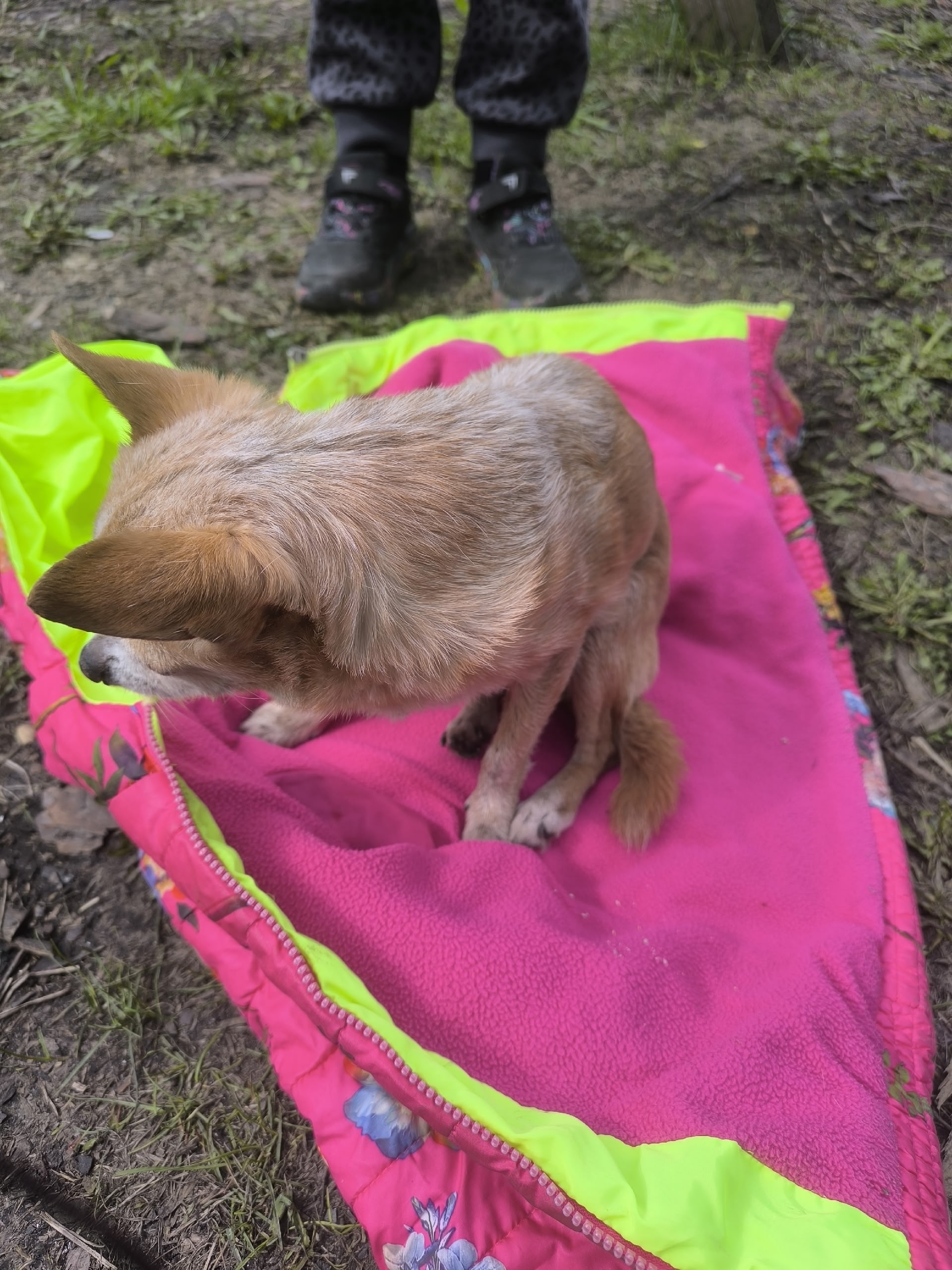 Объявление о питомце в Пензе — фото объявления