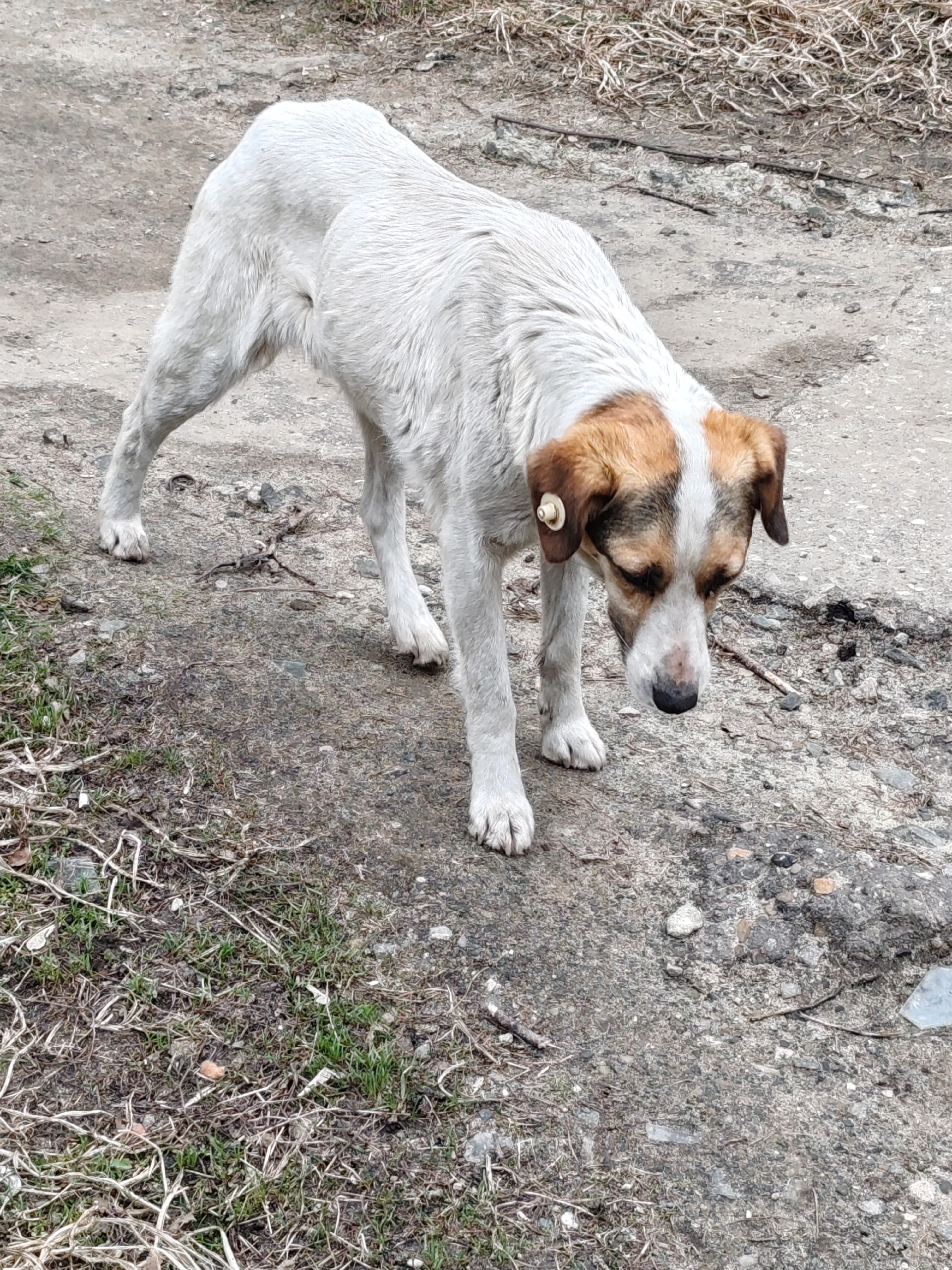 Пропала собака в Пензе — фото объявления