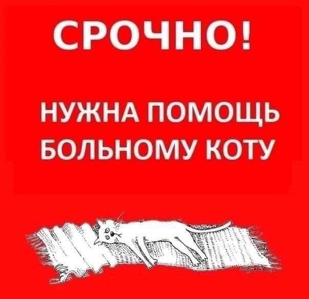 Пропала кошка в Липецке — 🆘🆘🆘 Друзья❗️ НУЖНА ПОМОЩЬ РЫЖИКУ❗🆘🆘🆘🙏🙏🙏
