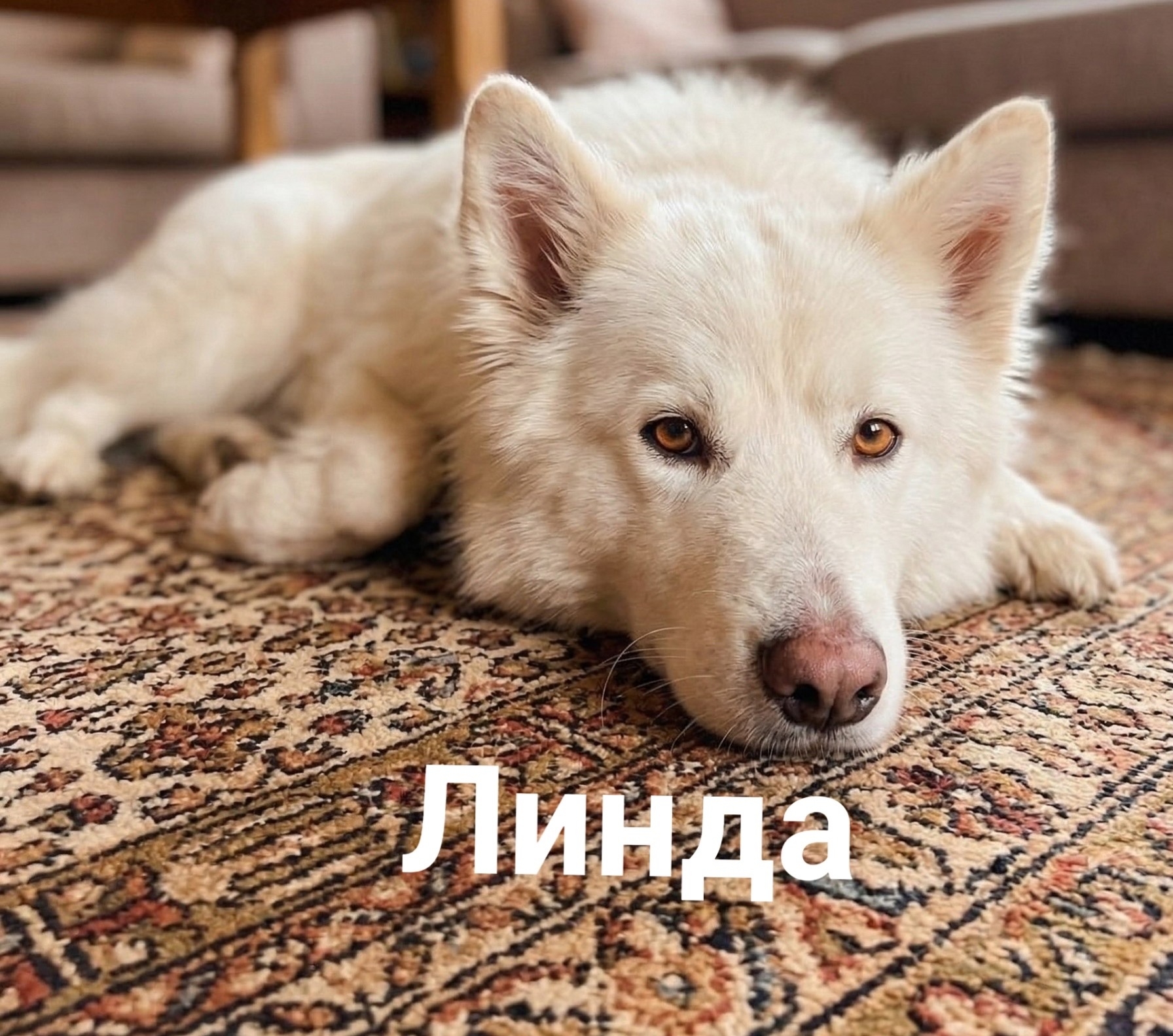 Пропала собака в Липецке — фото объявления