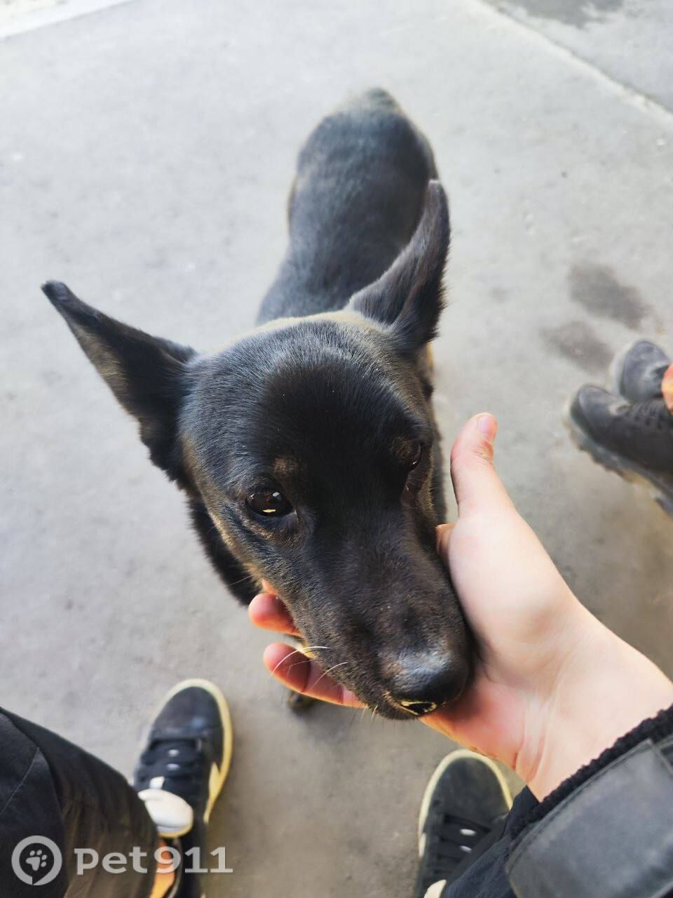 Найдена собака в Липецке — фото объявления