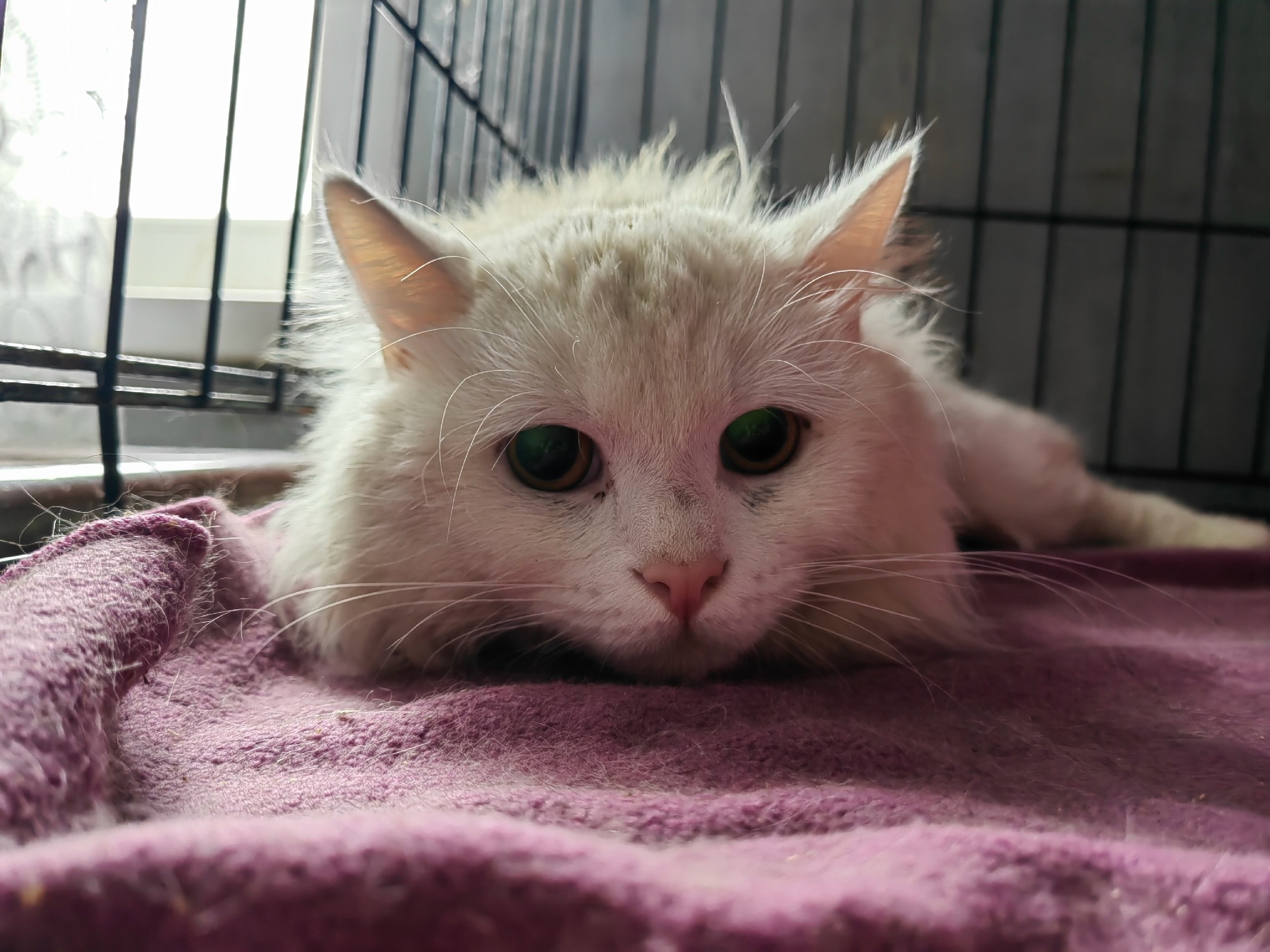 Пропала кошка в Липецке — фото объявления