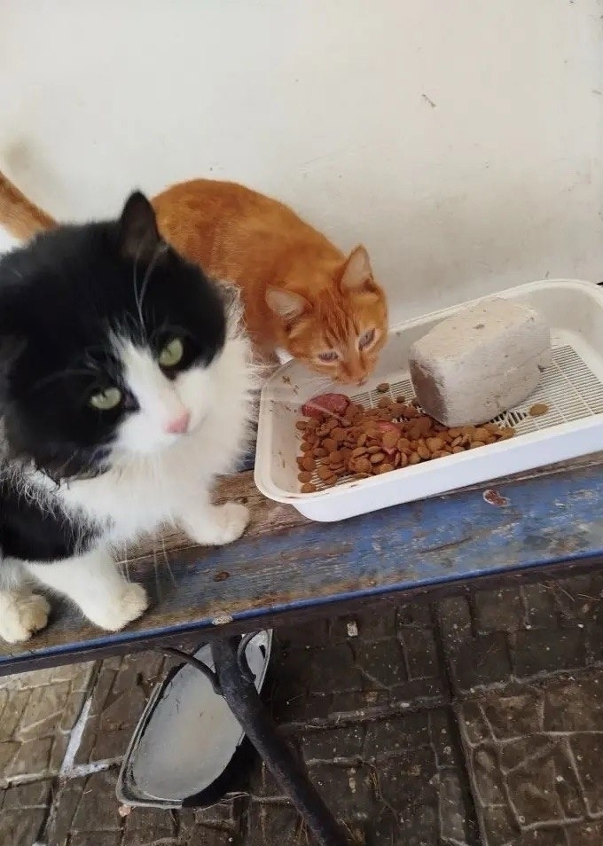 Пропала собака в Липецке — фото объявления