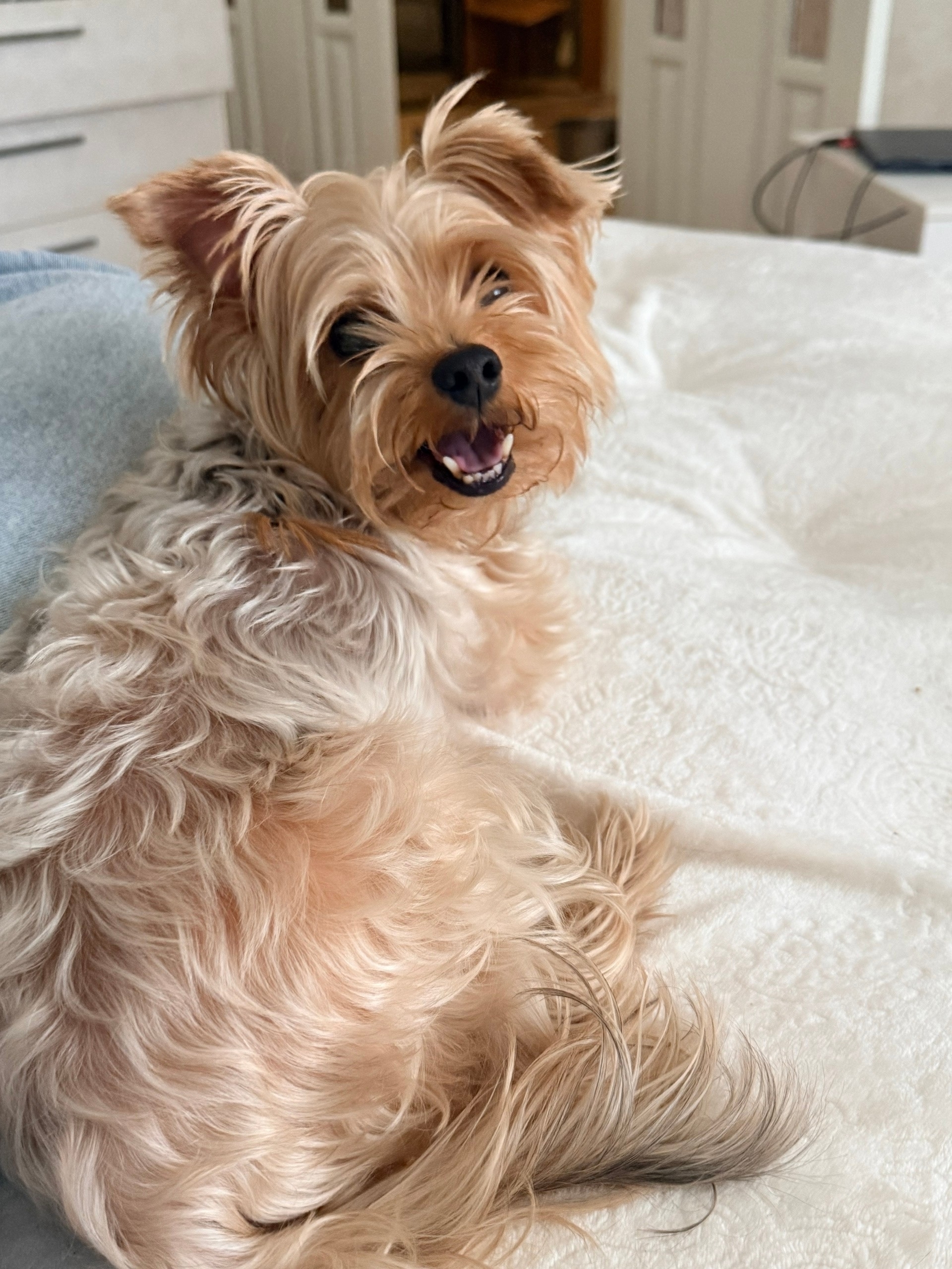 Пропала собака в Липецке — фото объявления