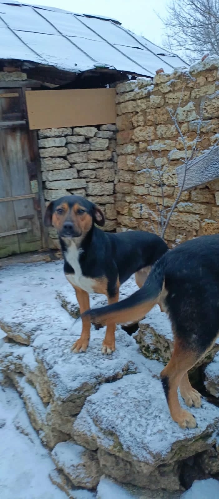 Найдена собака в Липецке — фото объявления