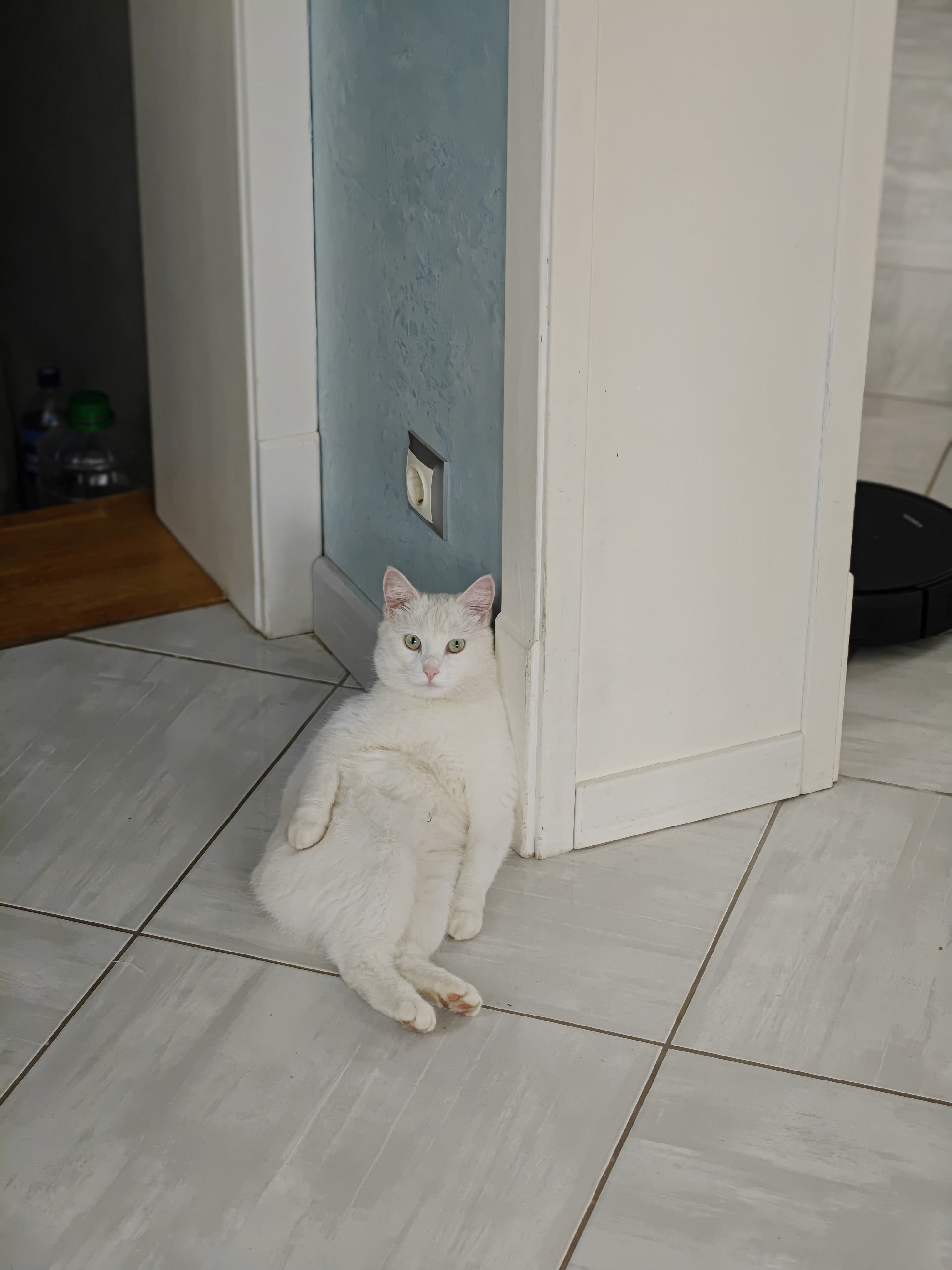 Пропала кошка в Калининграде — фото объявления