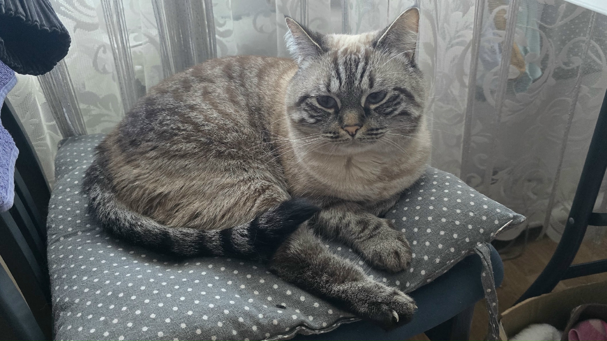 Пропала собака в Калининграде — фото объявления