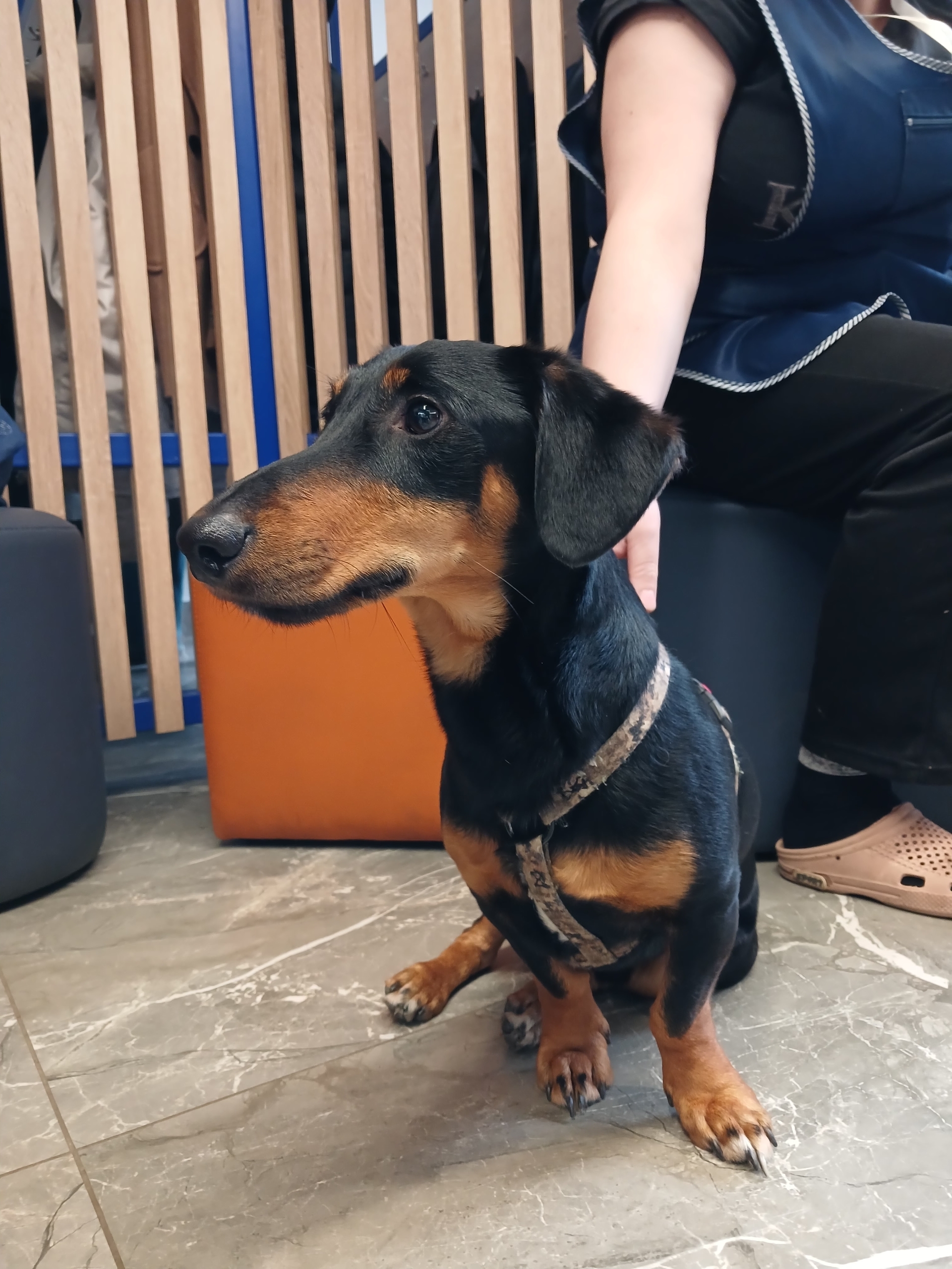 Найдена собака в Калининграде — фото объявления