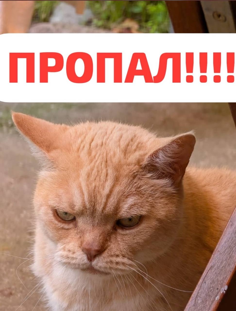 Найдена кошка в Калининграде — фото объявления