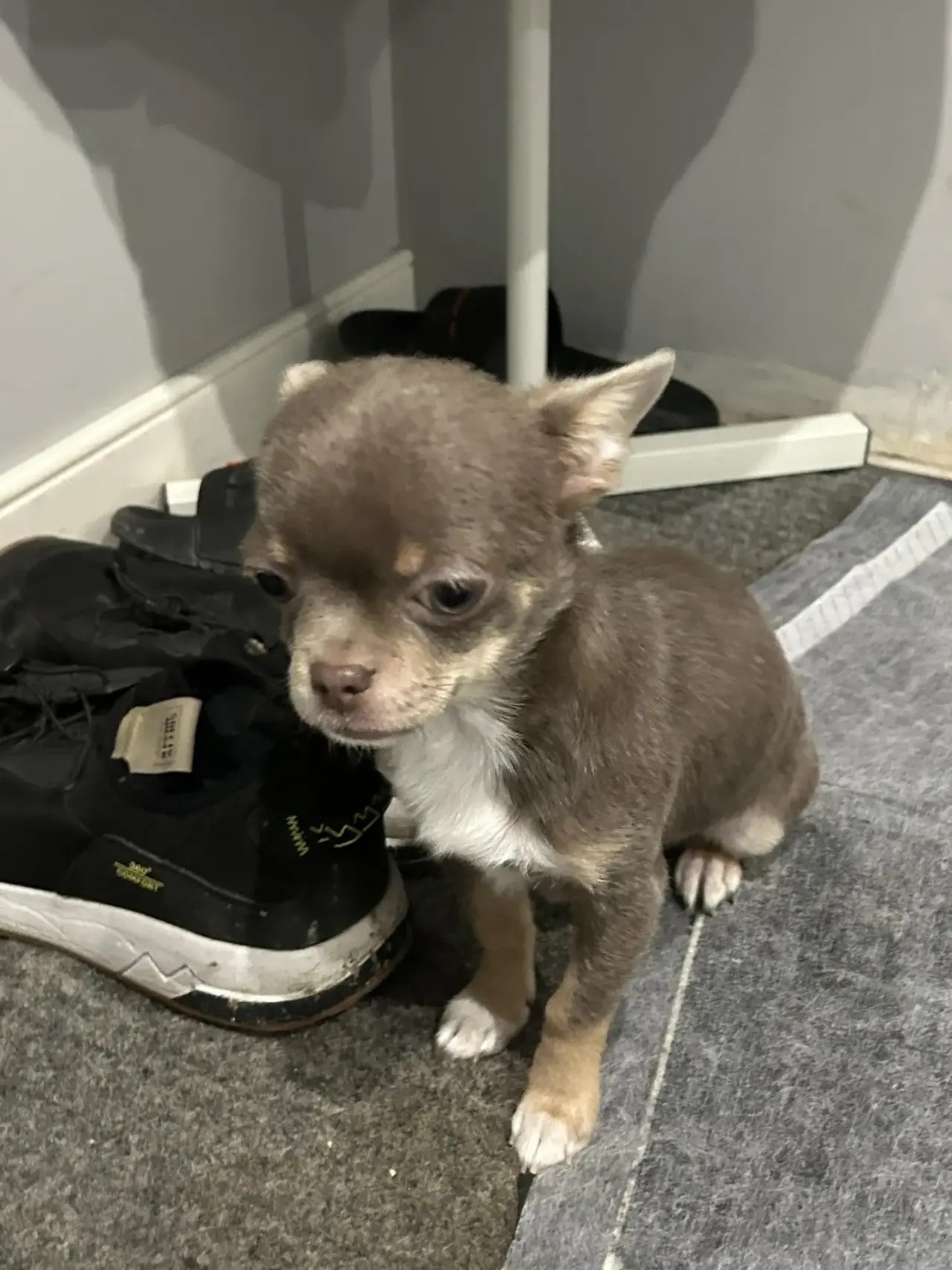 Пропала собака в Астрахани — фото объявления