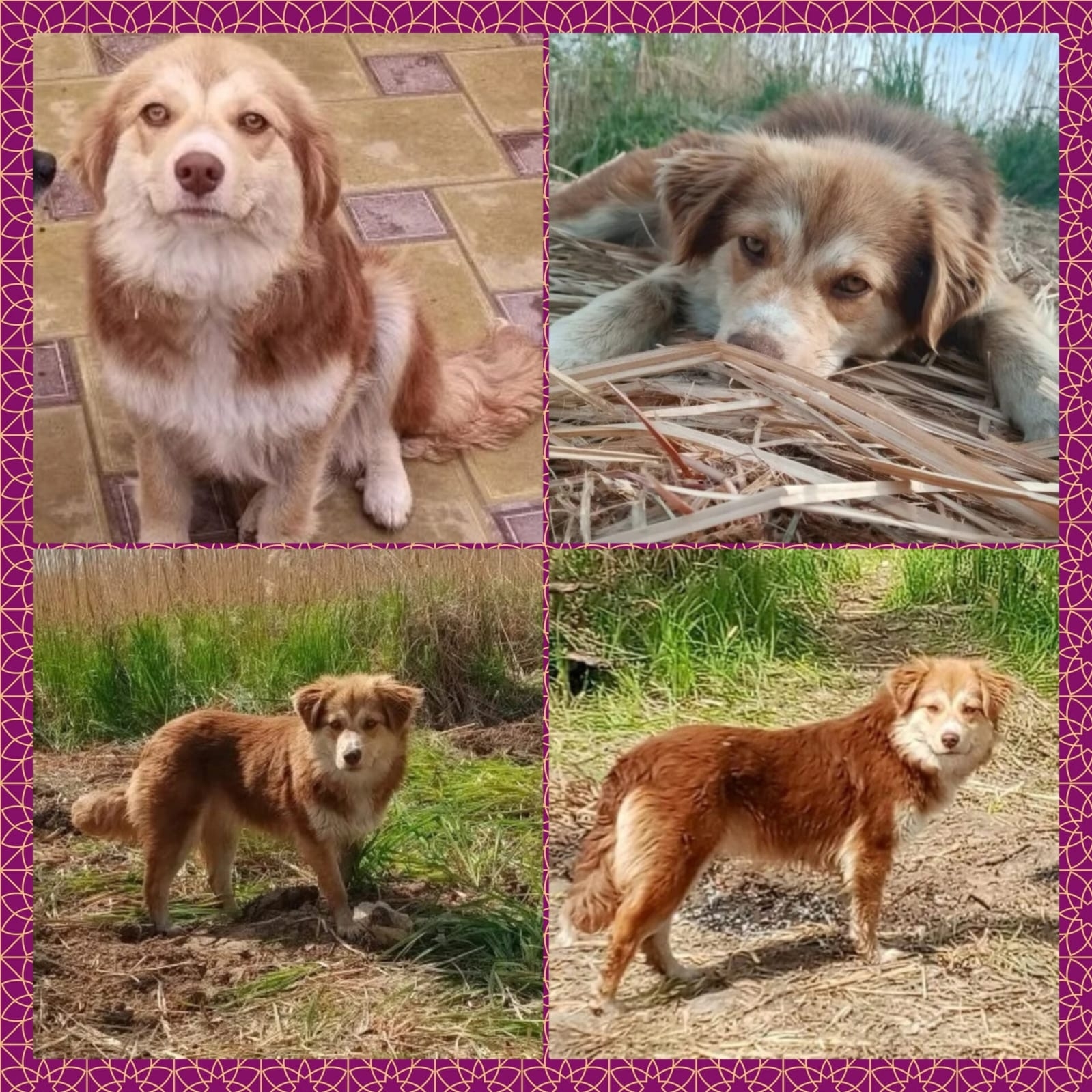 Найдена собака в Астрахани — фото объявления