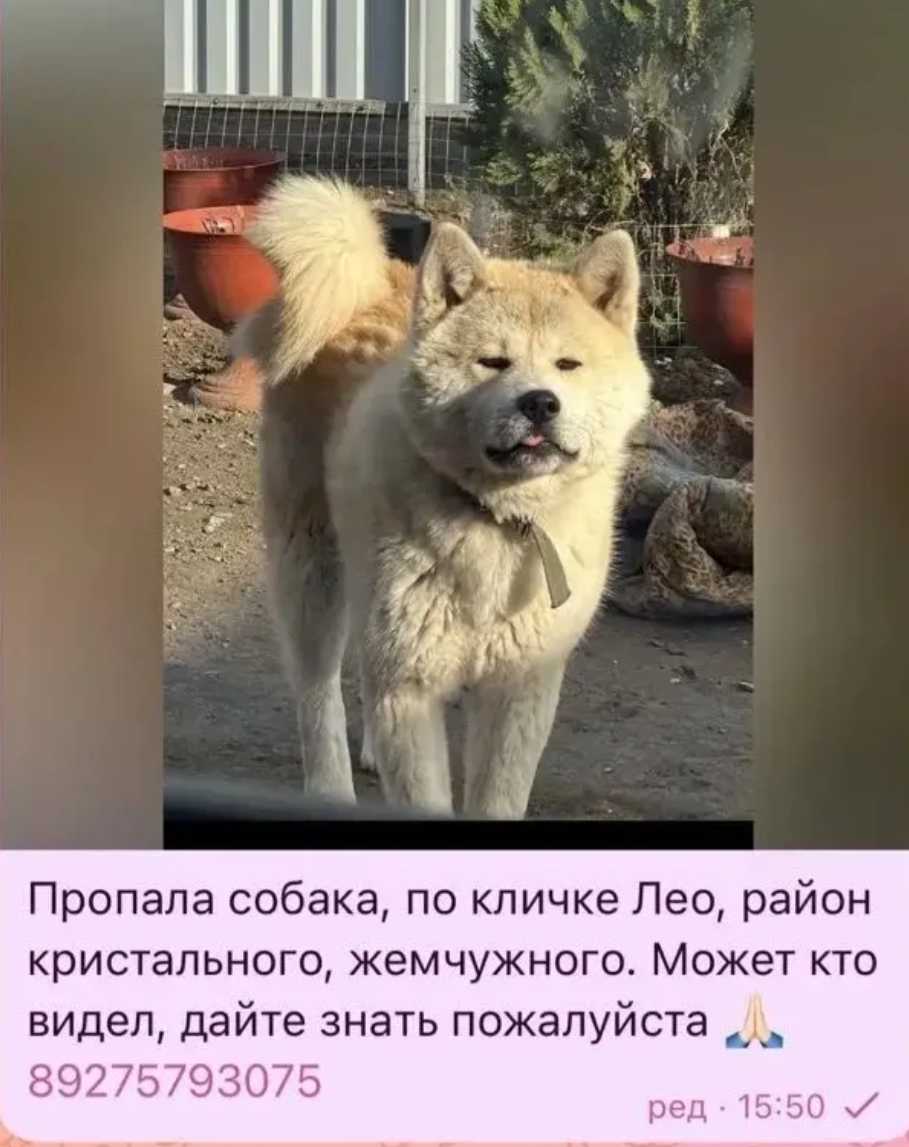 Найдена собака в Астрахани — фото объявления