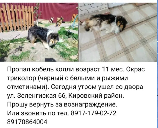 Найдена собака в Астрахани — фото объявления