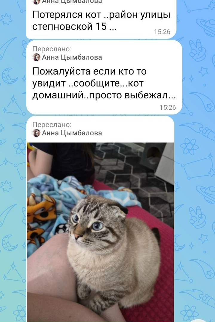 Найдена кошка в Астрахани — фото объявления