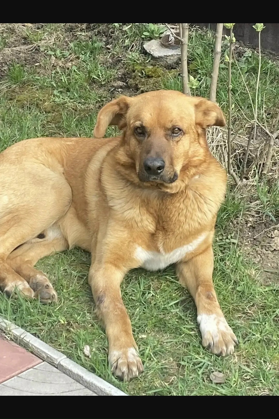 Пропала собака в Туле — фото объявления