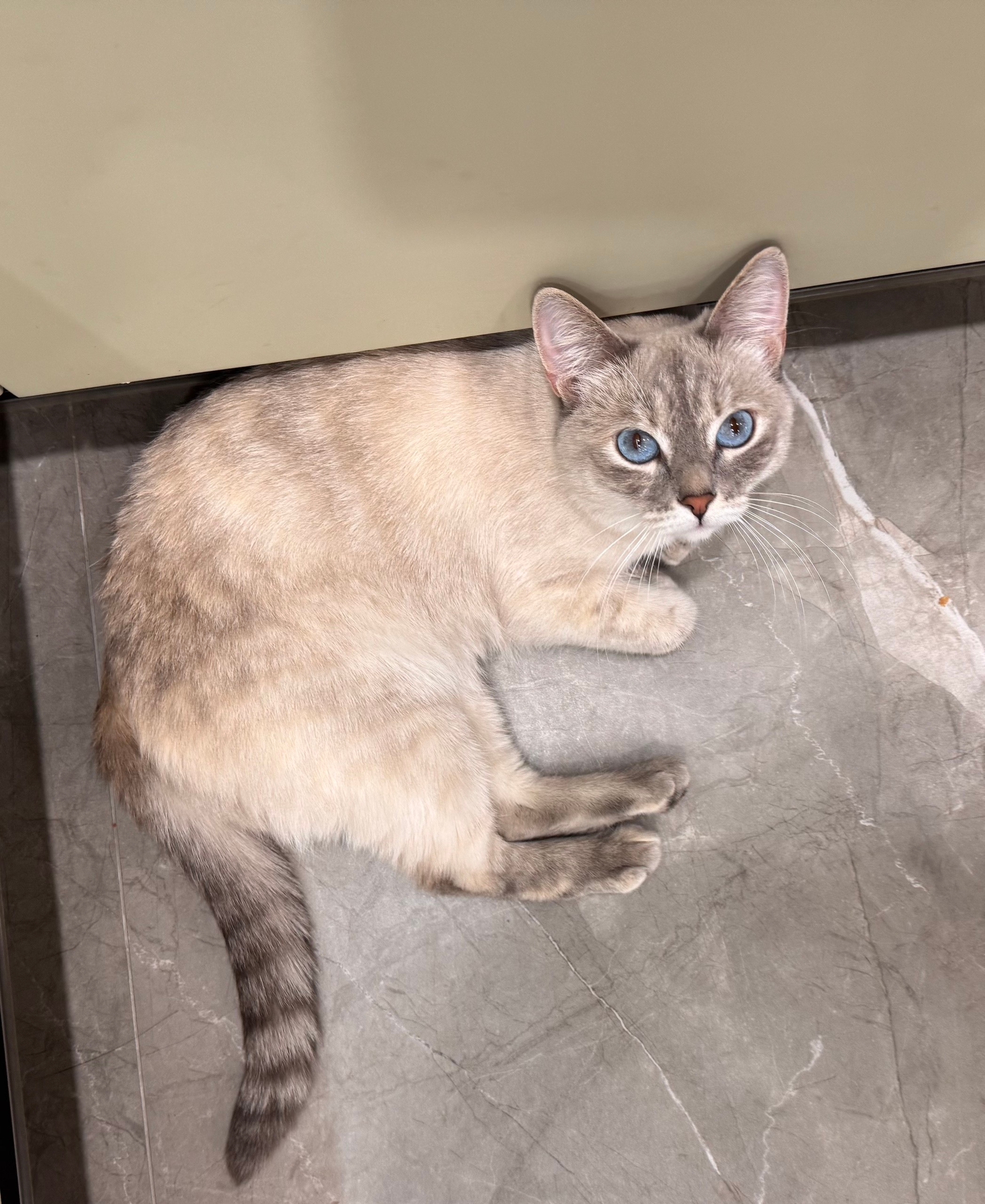 Пропала кошка в Кирове — фото объявления