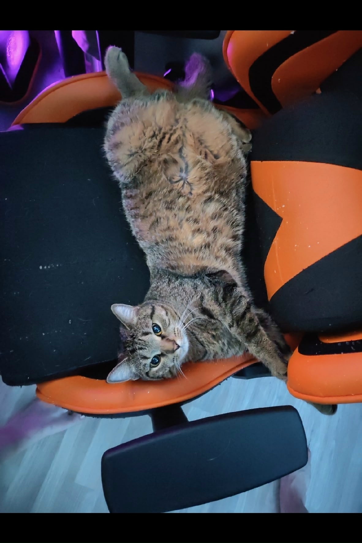 Пропала кошка в Кирове — фото объявления