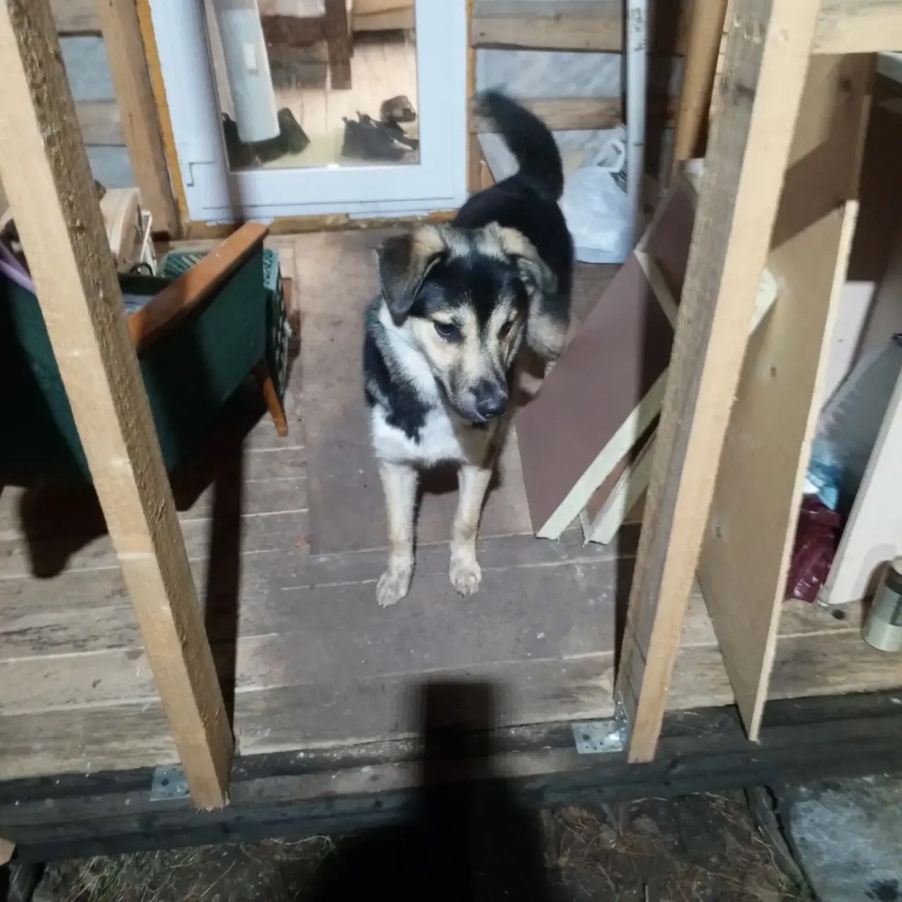 Найдена собака в Кирове — фото объявления