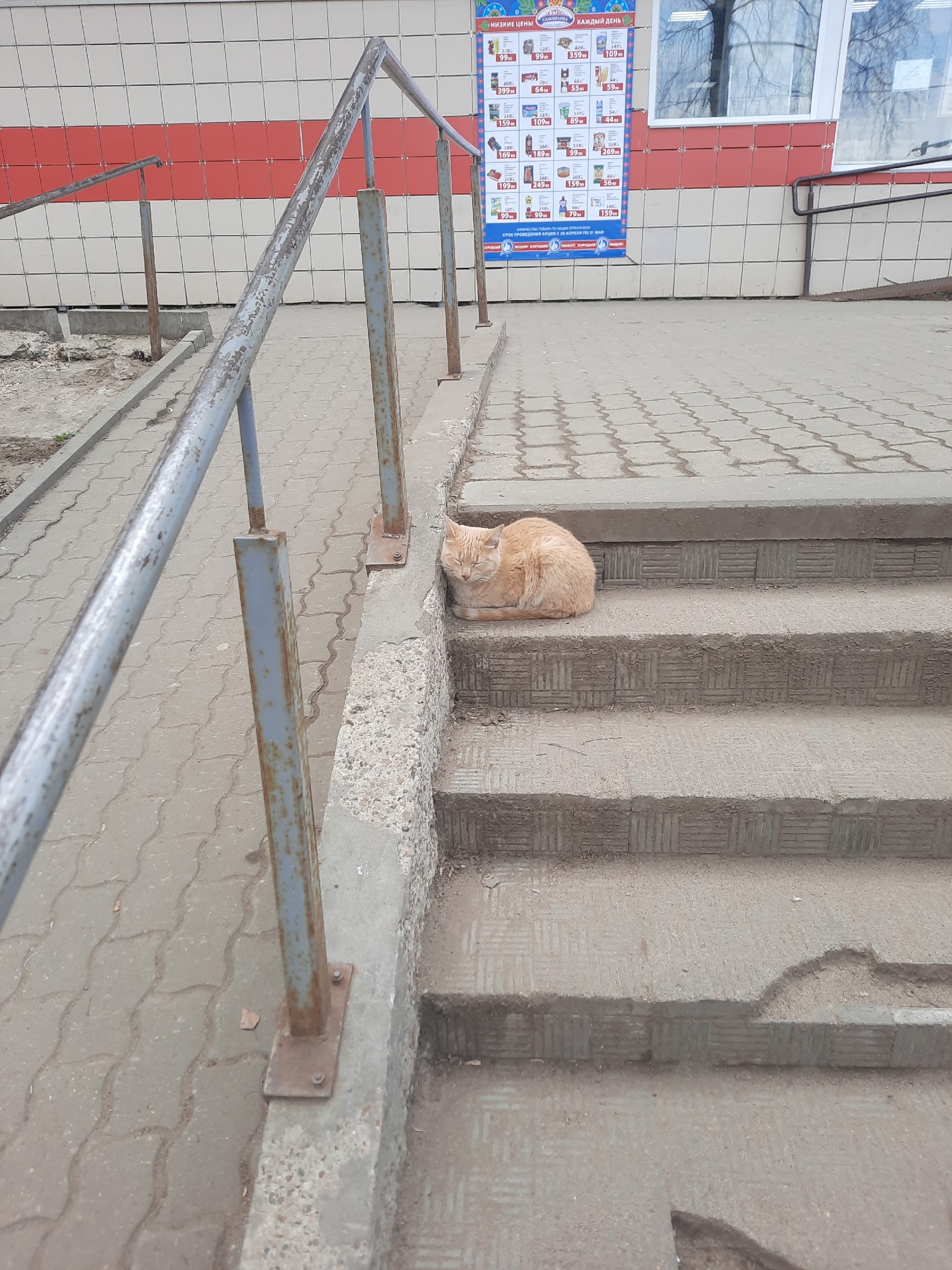 Объявление о питомце в Кирове — фото объявления
