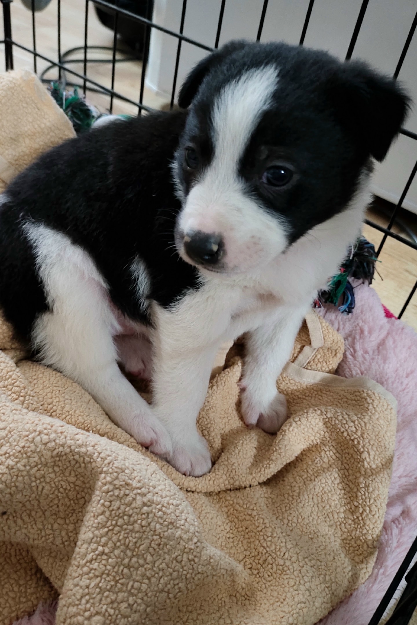 Пропала собака в Сочи — фото объявления