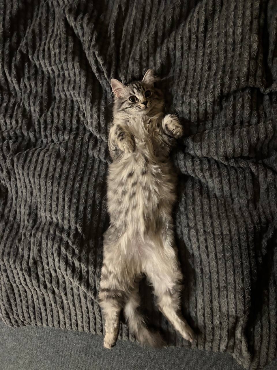 Найдена кошка в Сочи — фото объявления