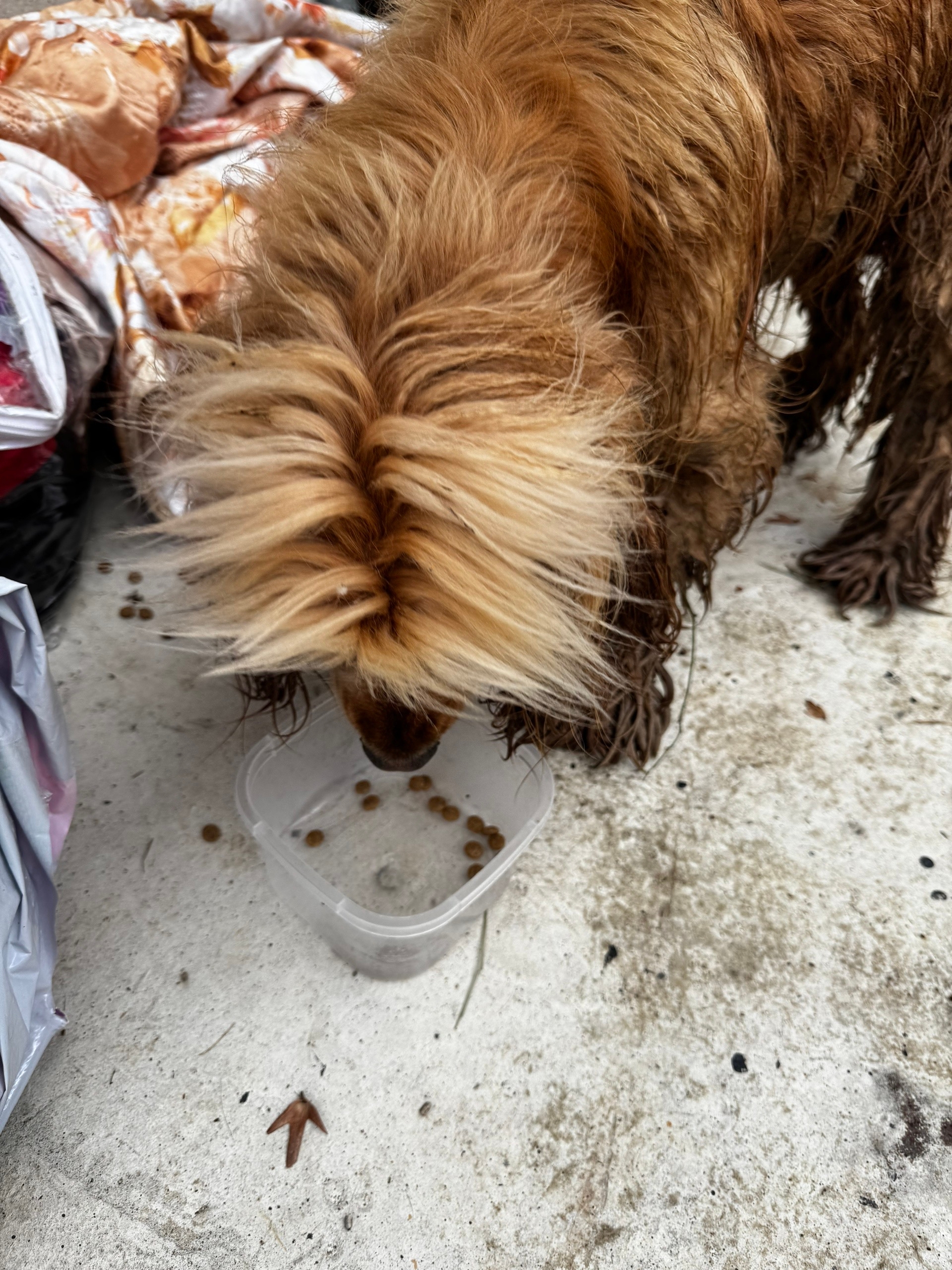 Найдена собака в Сочи — фото объявления