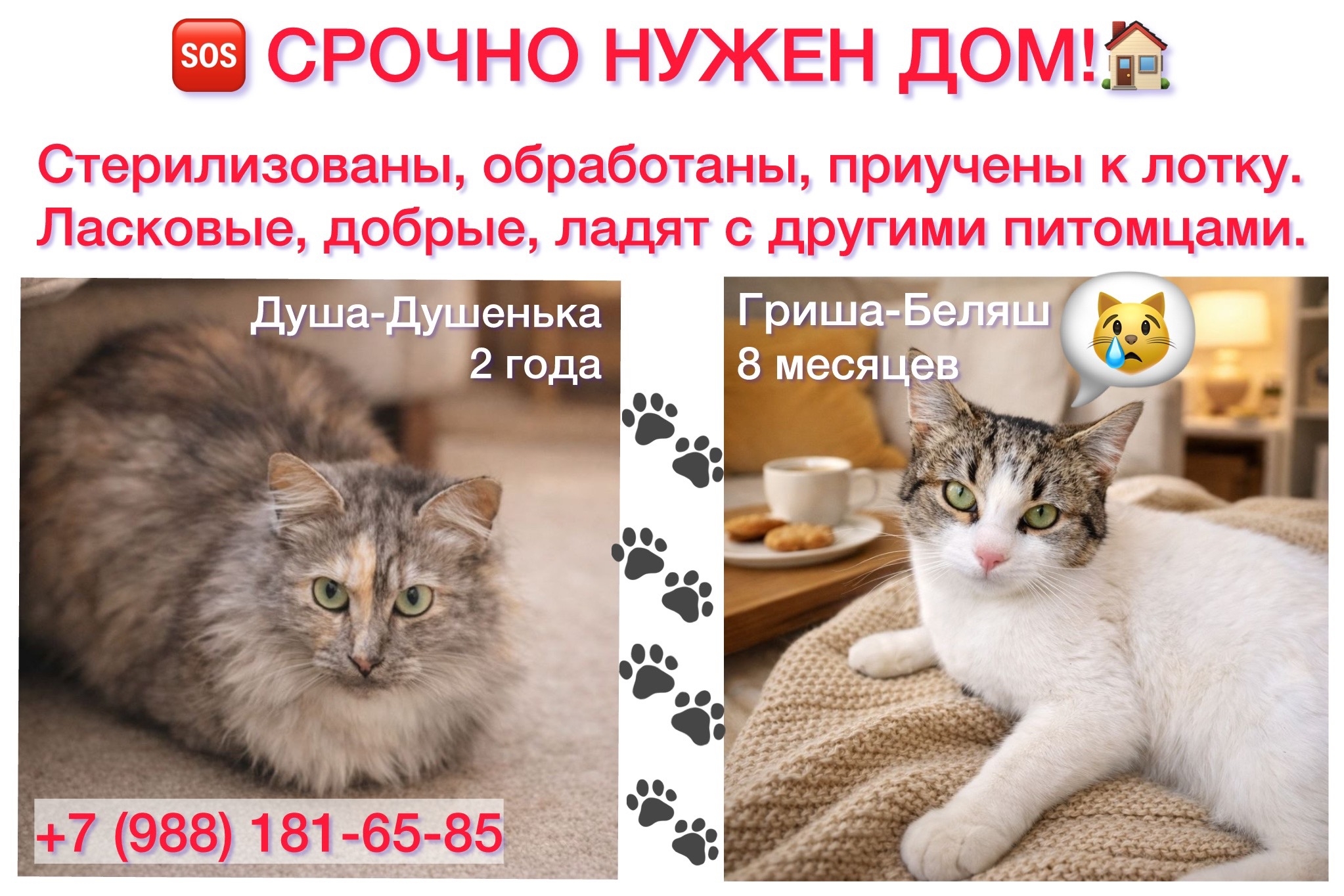Объявление о питомце в Сочи — фото объявления