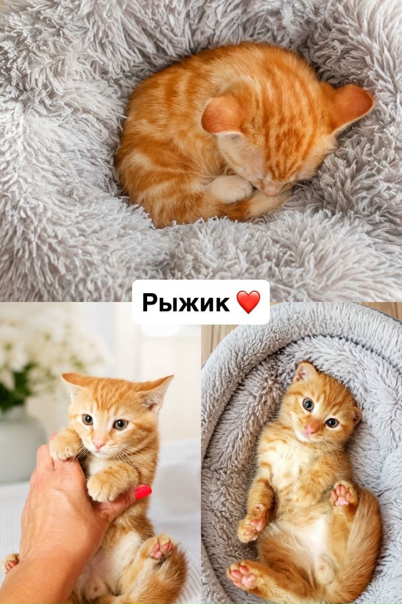 Объявление о питомце в Сочи — фото объявления