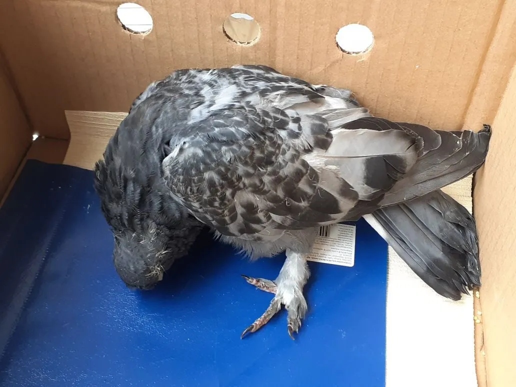 Объявление о питомце в Курске — Курск 🆘 Найден голубь в очень тяжёлом состоянии. Голова набок, не ест, не пьёт, что-то с…