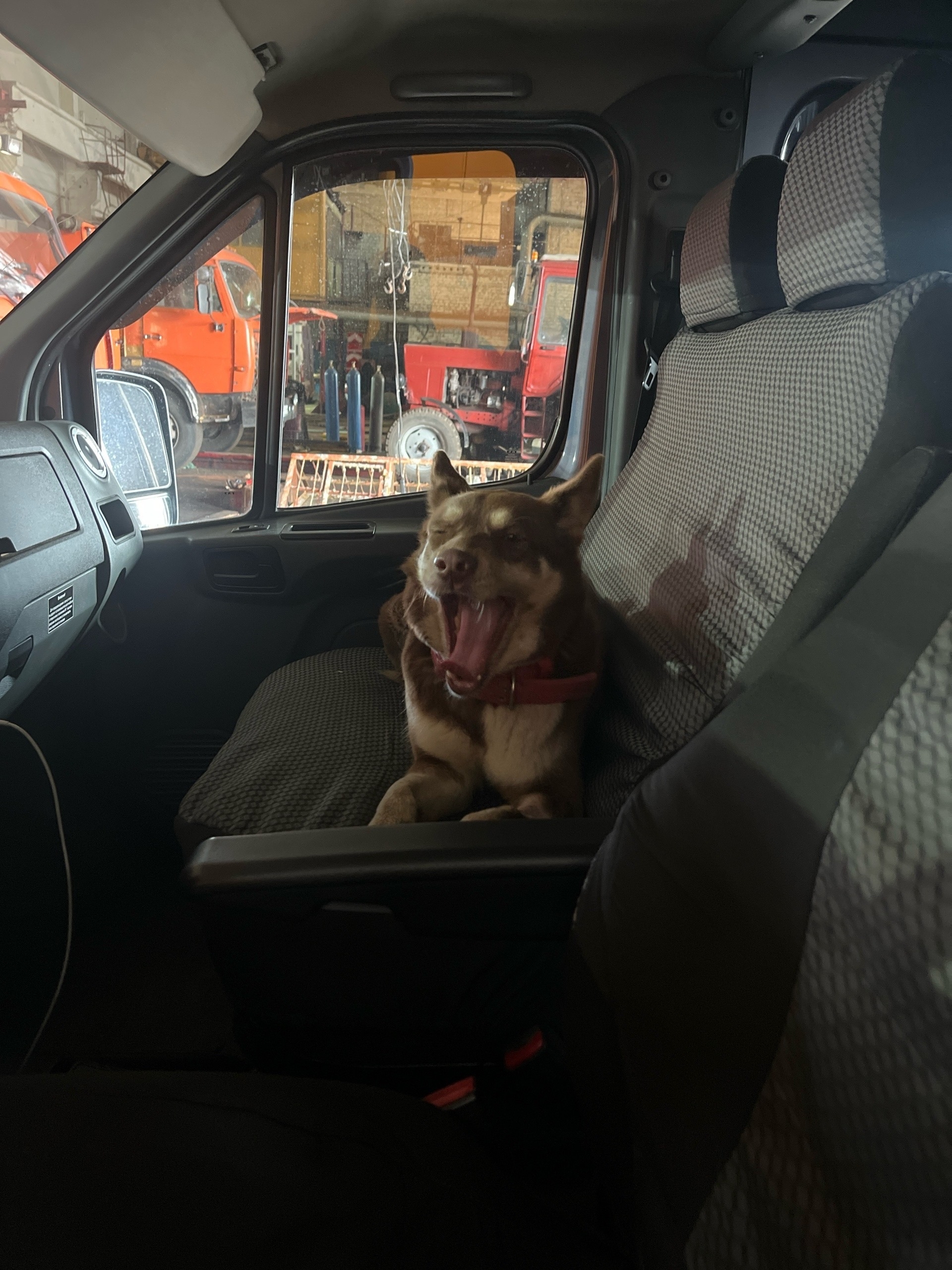 Найдена собака в Курске — фото объявления