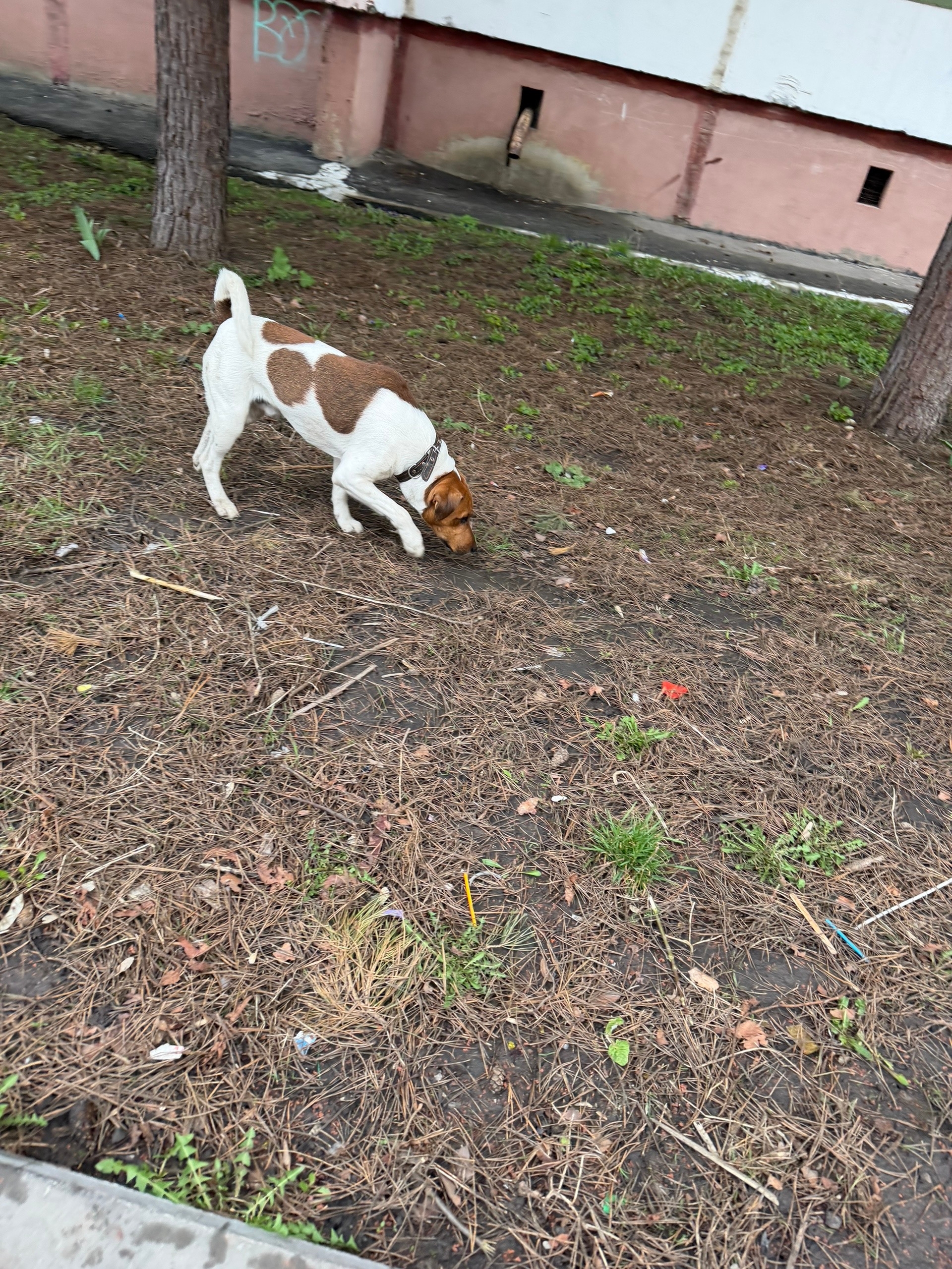 Пропала собака в Курске — фото объявления