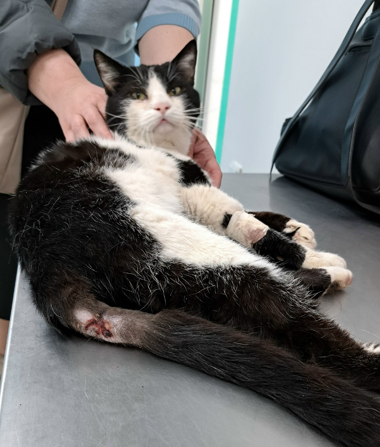 Пропала кошка в Курске — фото объявления