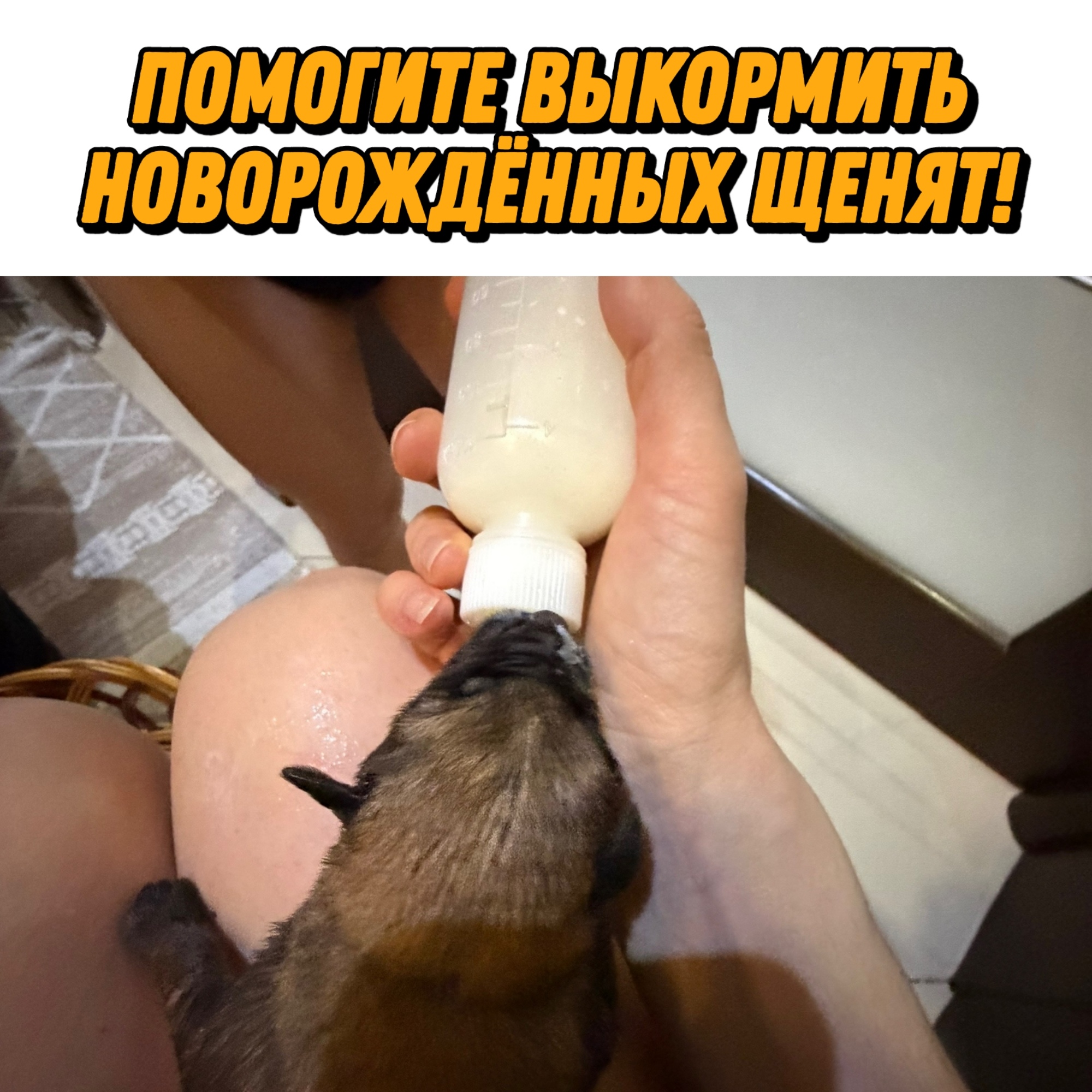 Найдена собака в Курске — фото объявления