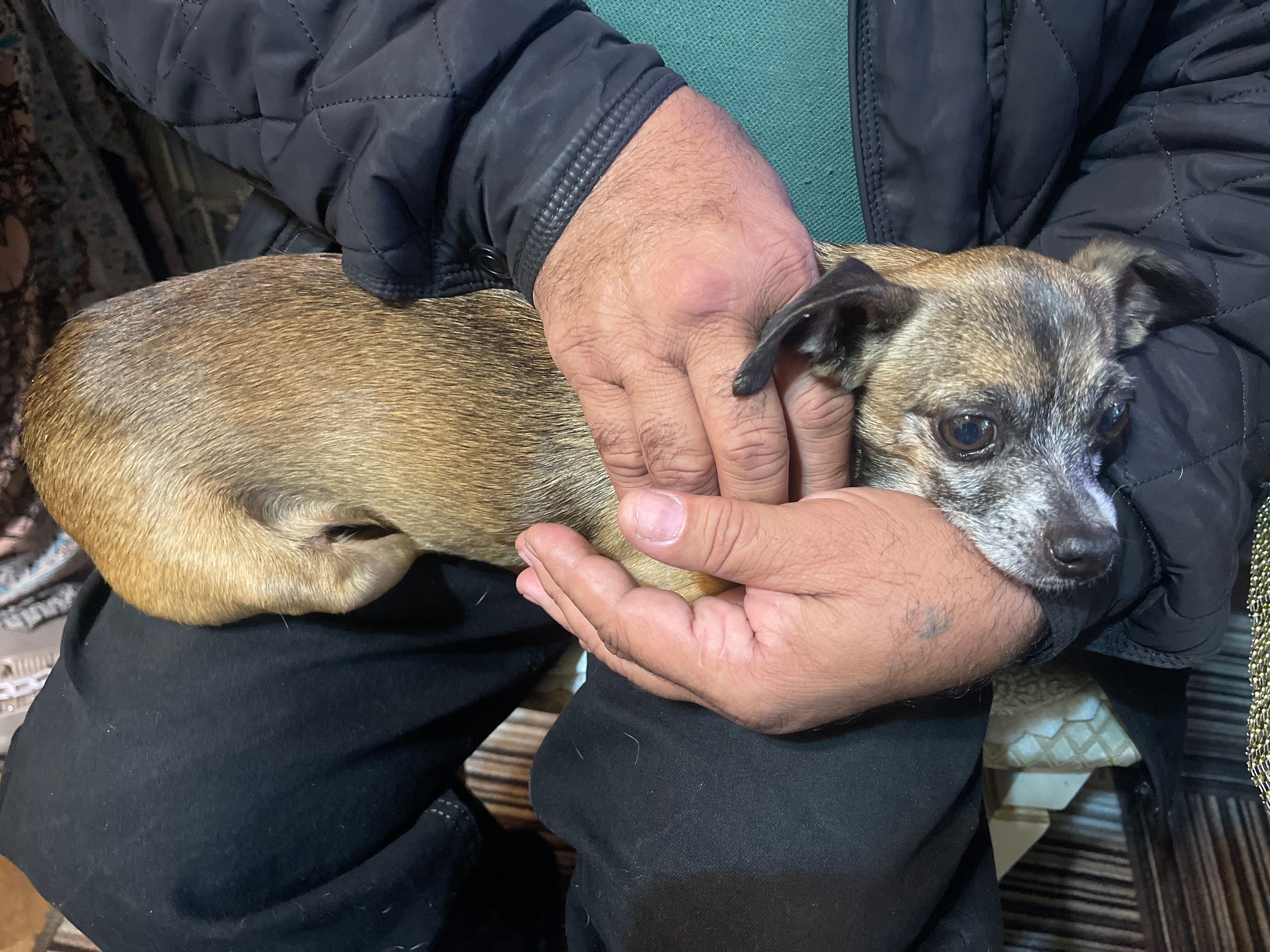 Найдена собака в Курске — фото объявления