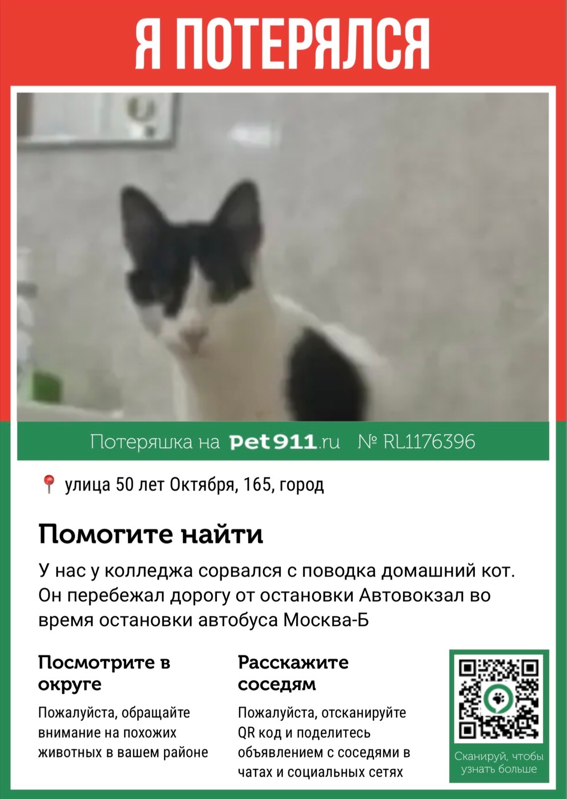 Найдена кошка в Курске — фото объявления