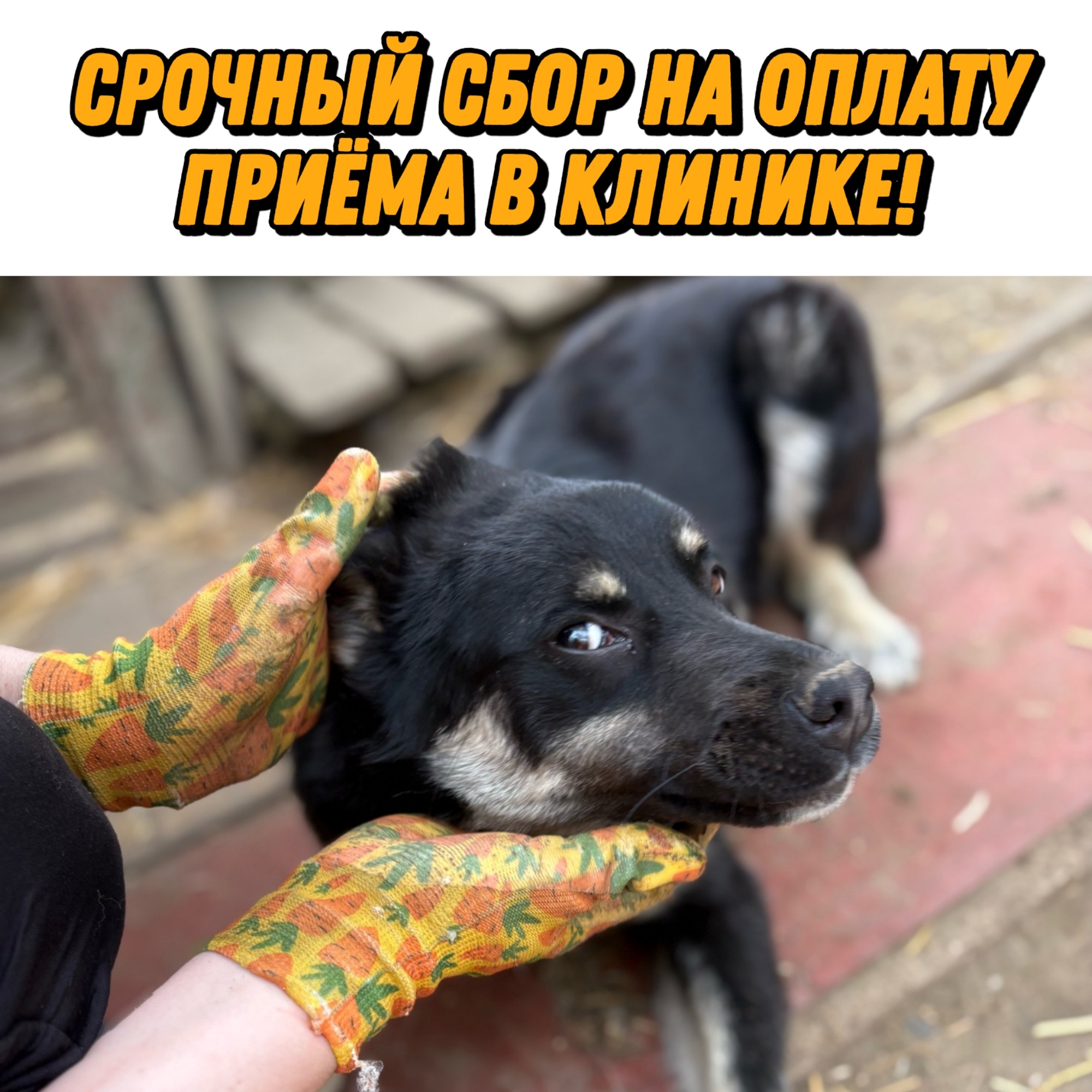 Найдена собака в Курске — фото объявления