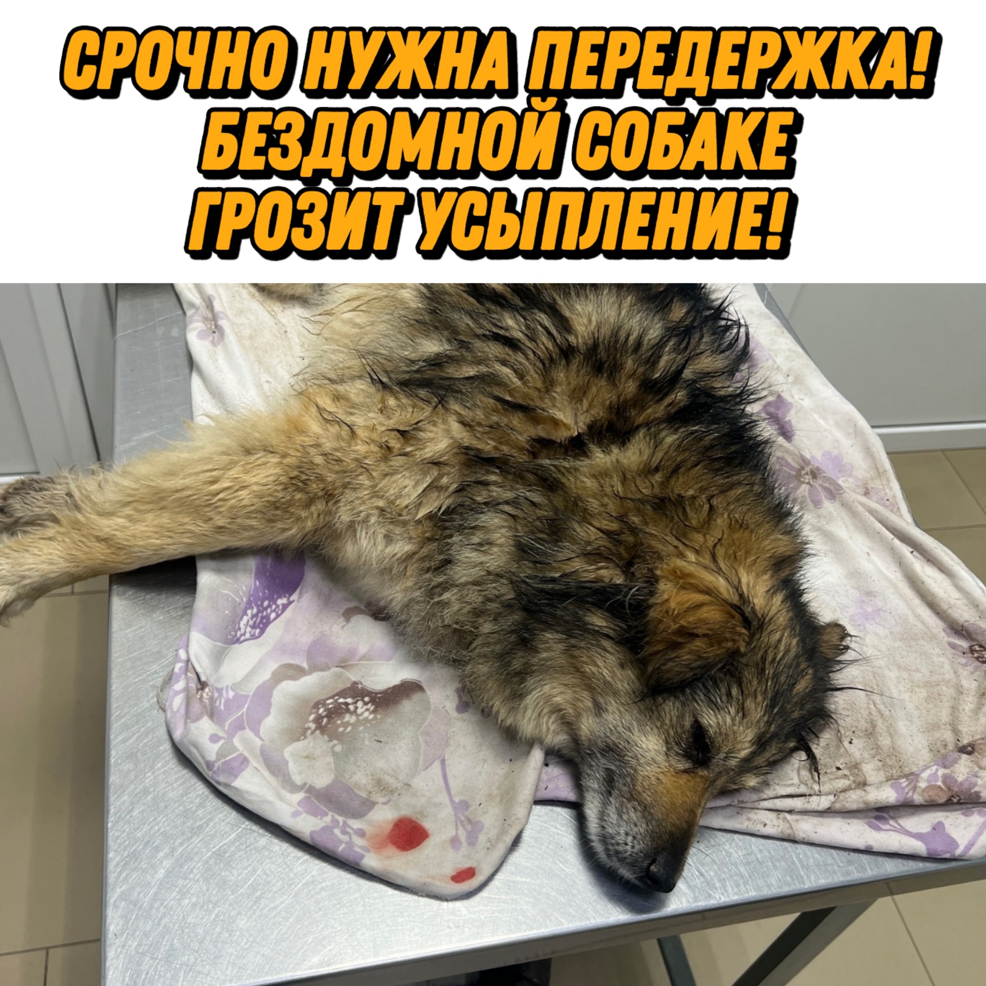 Найдена собака в Курске — фото объявления