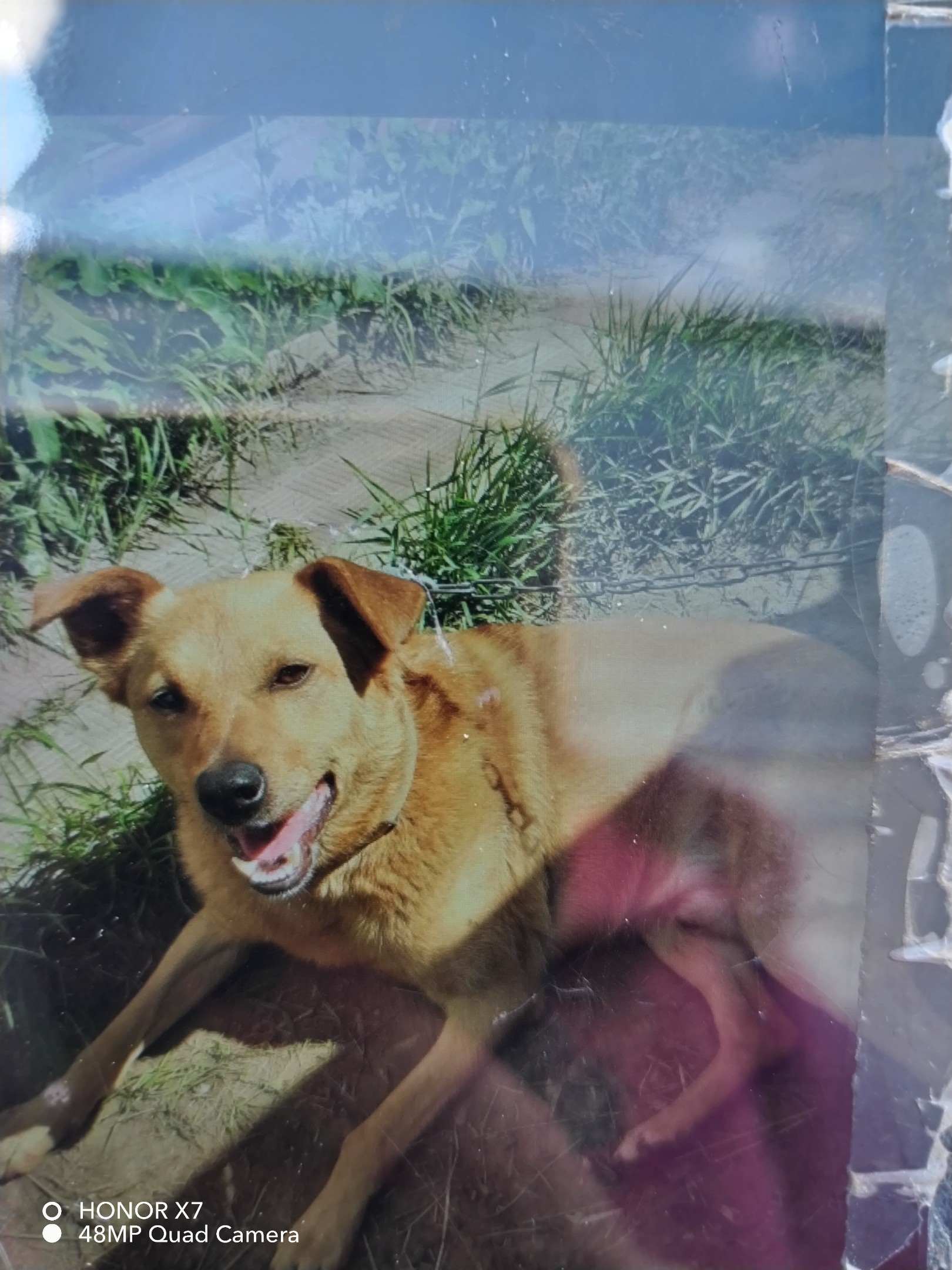 Найдена собака в Курске — фото объявления