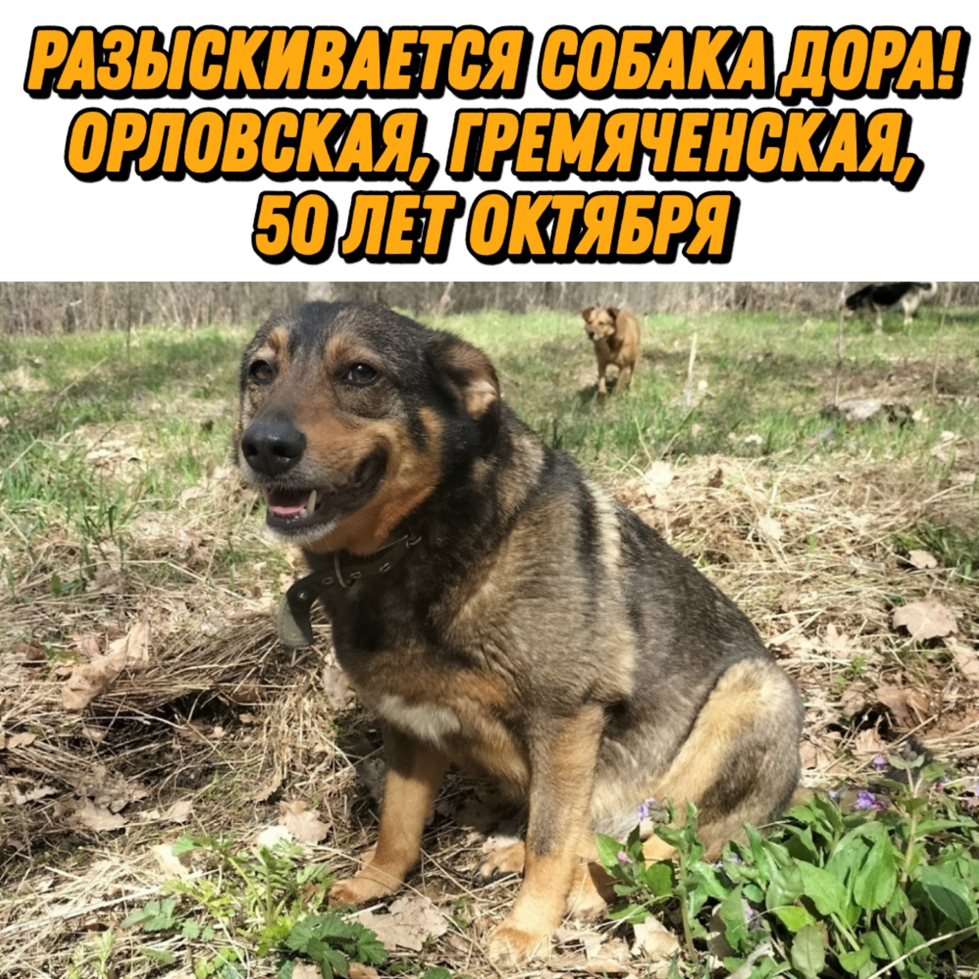 Найдена собака в Курске — фото объявления