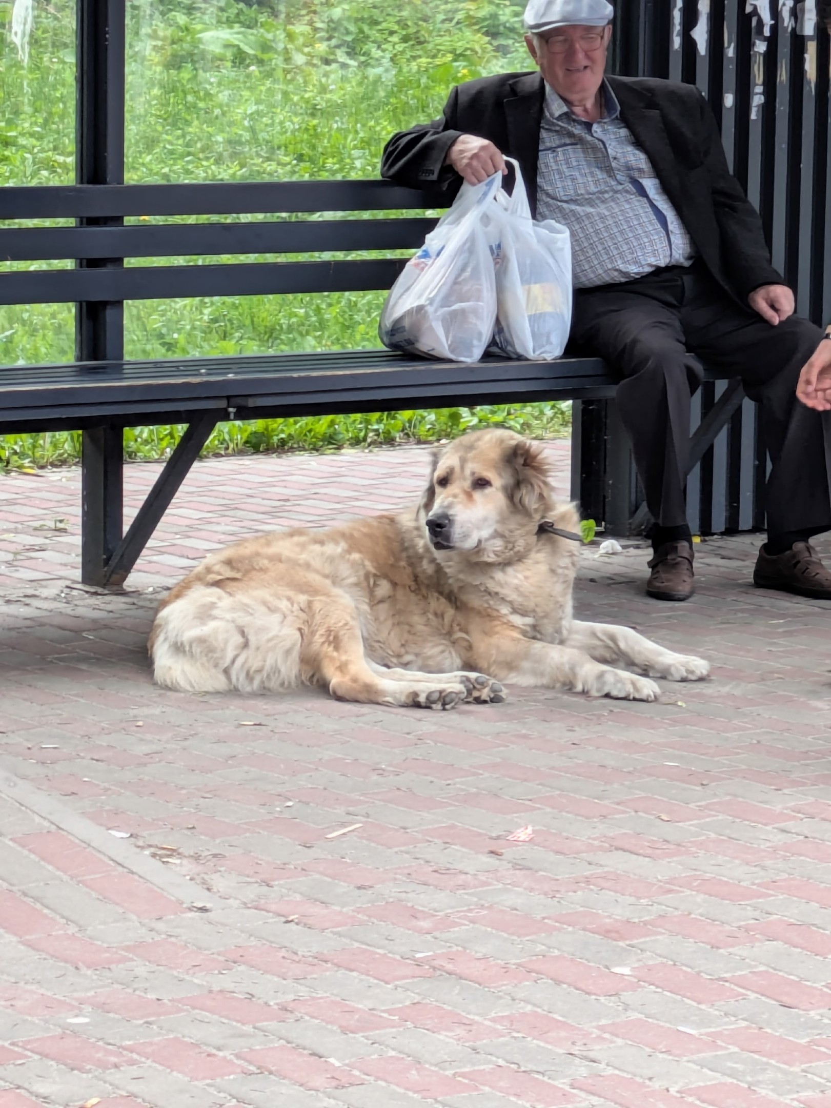 Найденная собака в Курске Найдена собака в Курске — фото объявления