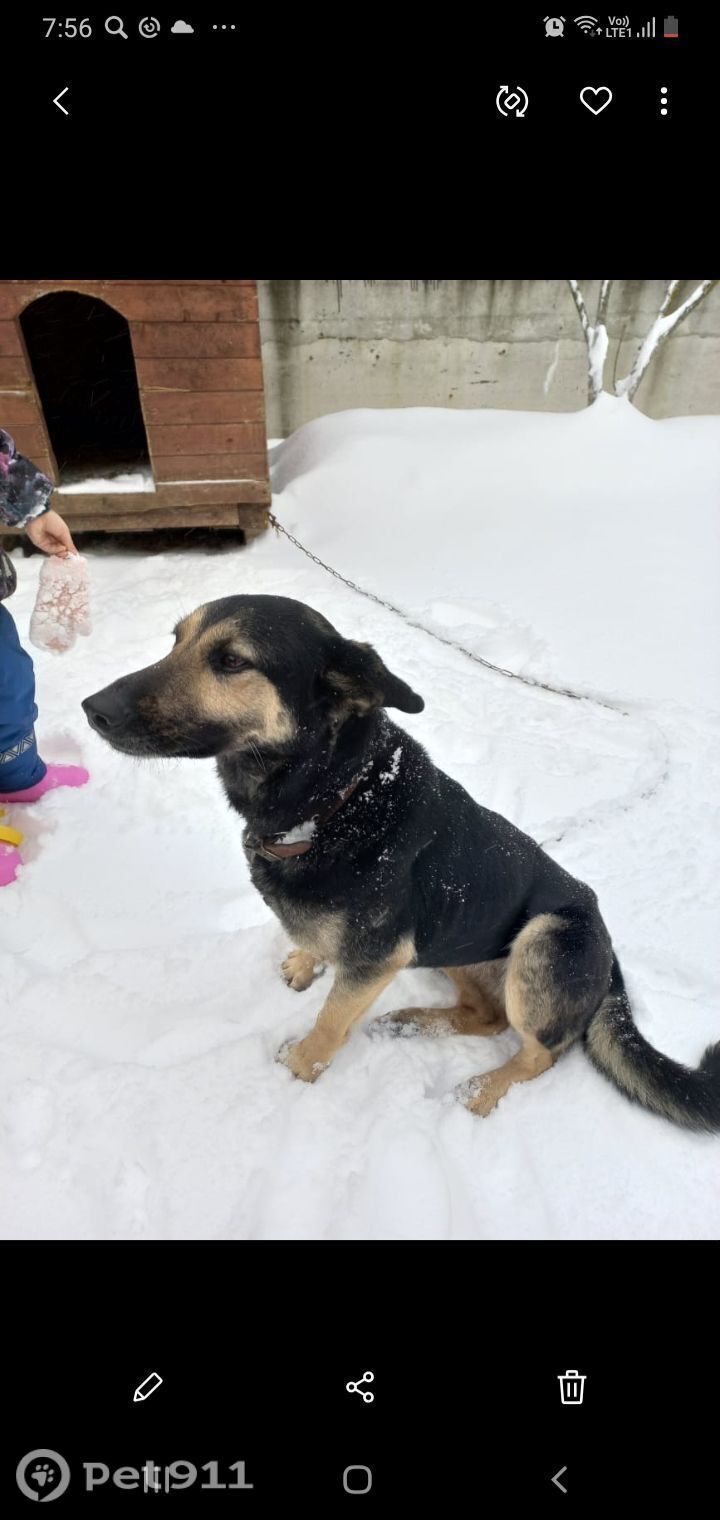 Найдена собака в Твери — фото объявления