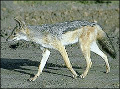 Пропала кошка в Казани — фото объявления