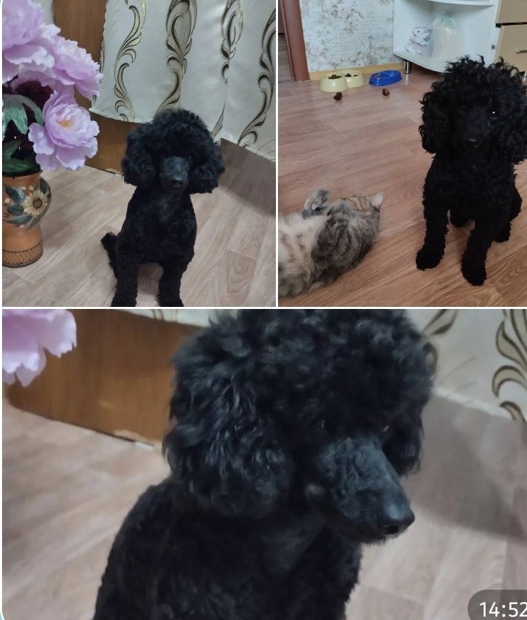 Пропала собака в Брянске — фото объявления