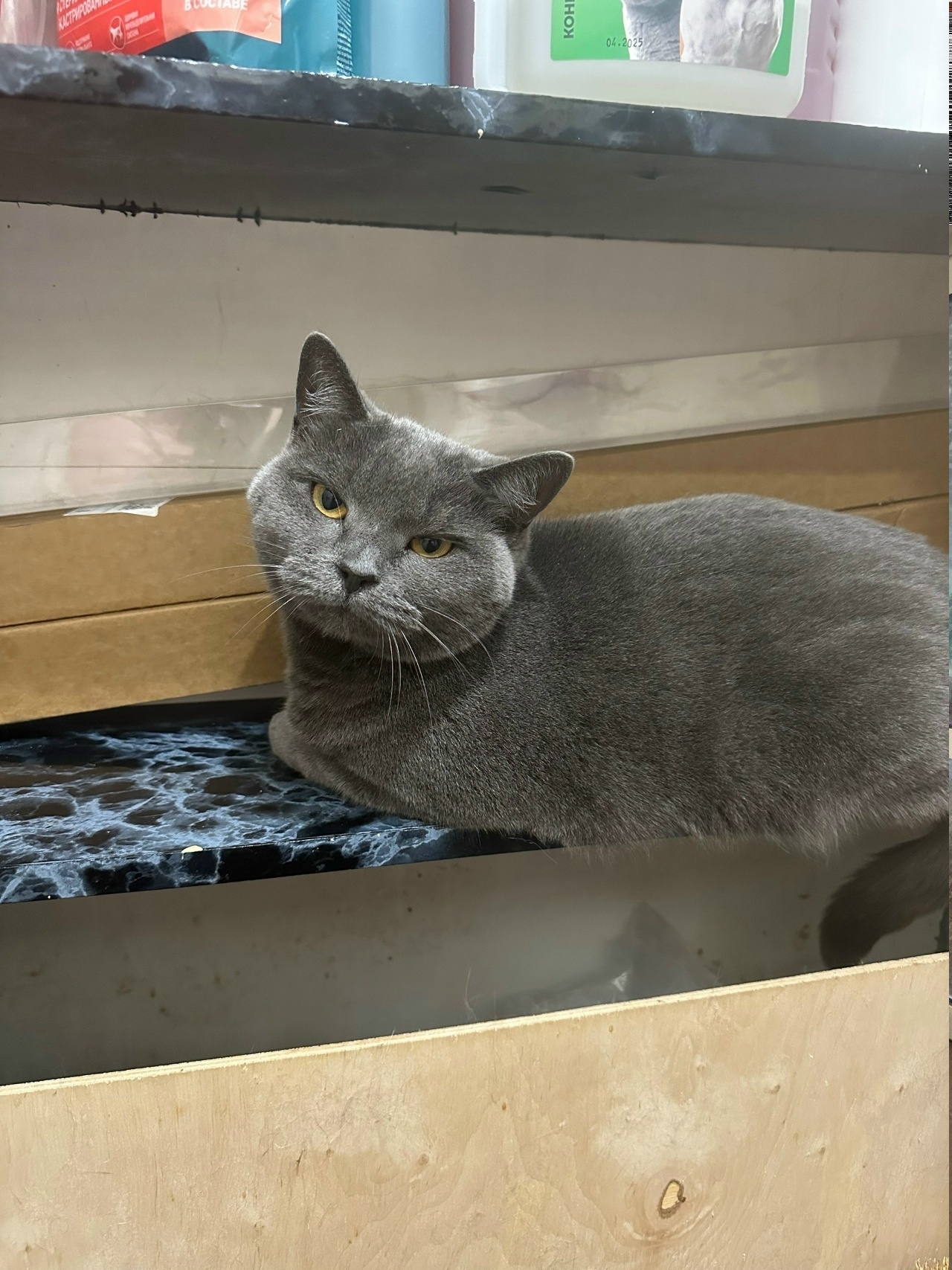 Найдена кошка в Брянске — фото объявления