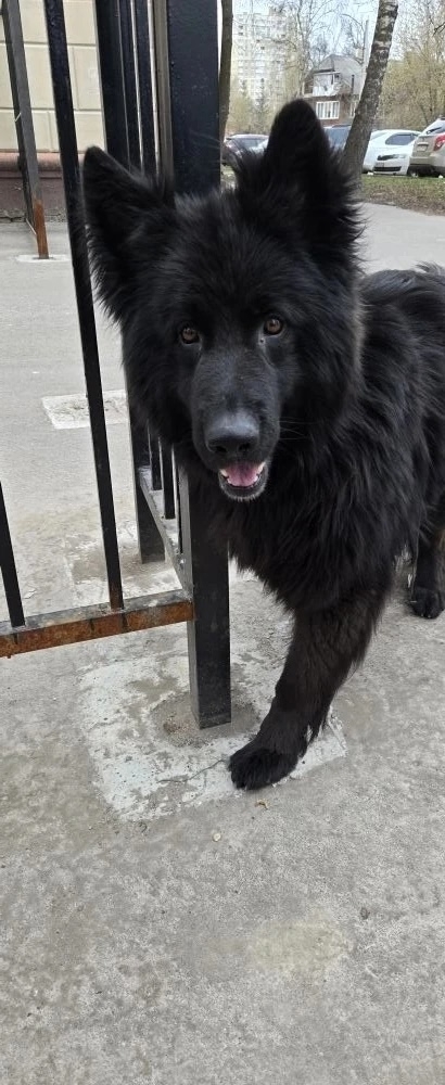 Пропала собака в Иванове — Инфопост.