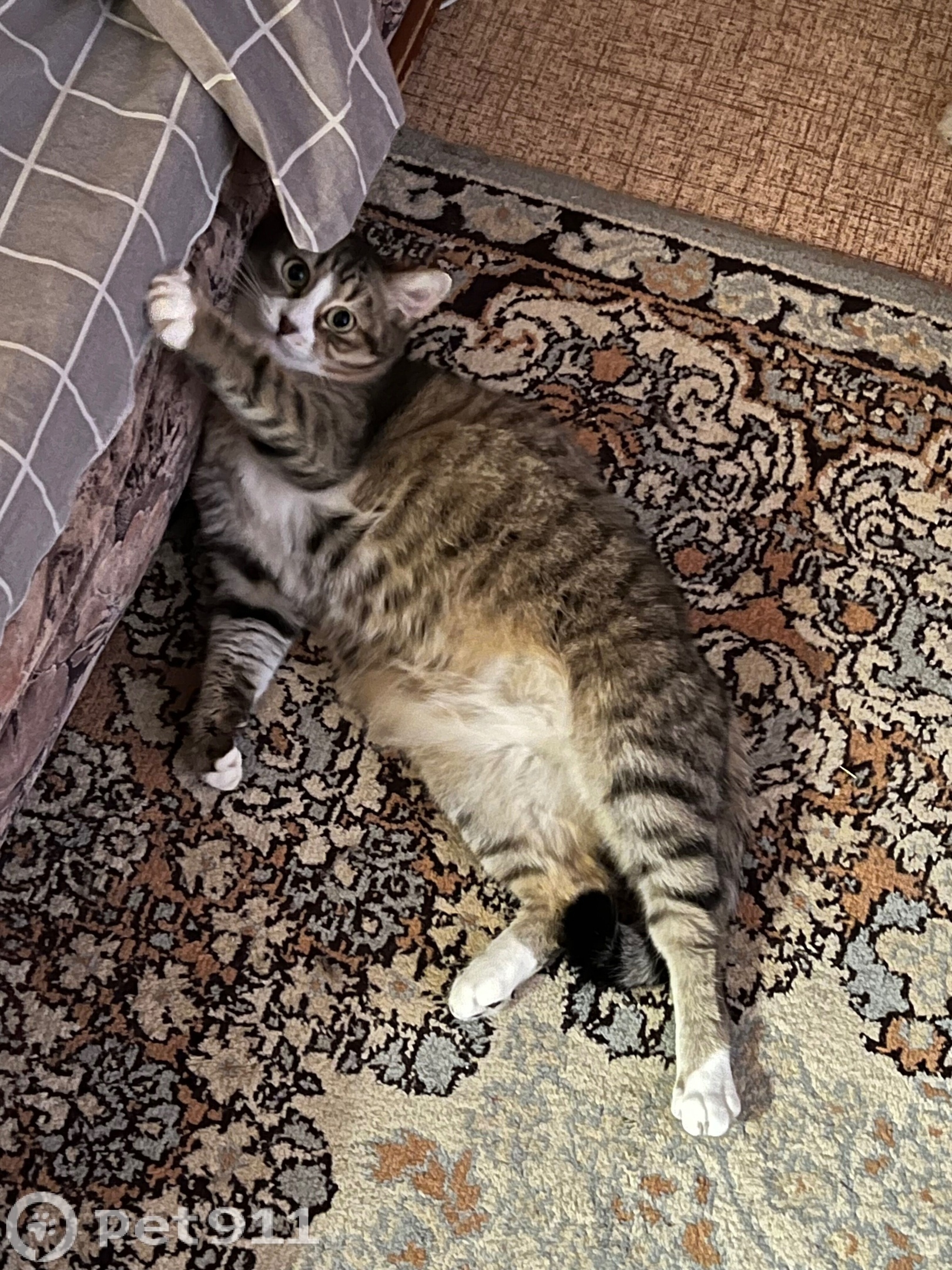 Найдена кошка в Иванове — фото объявления