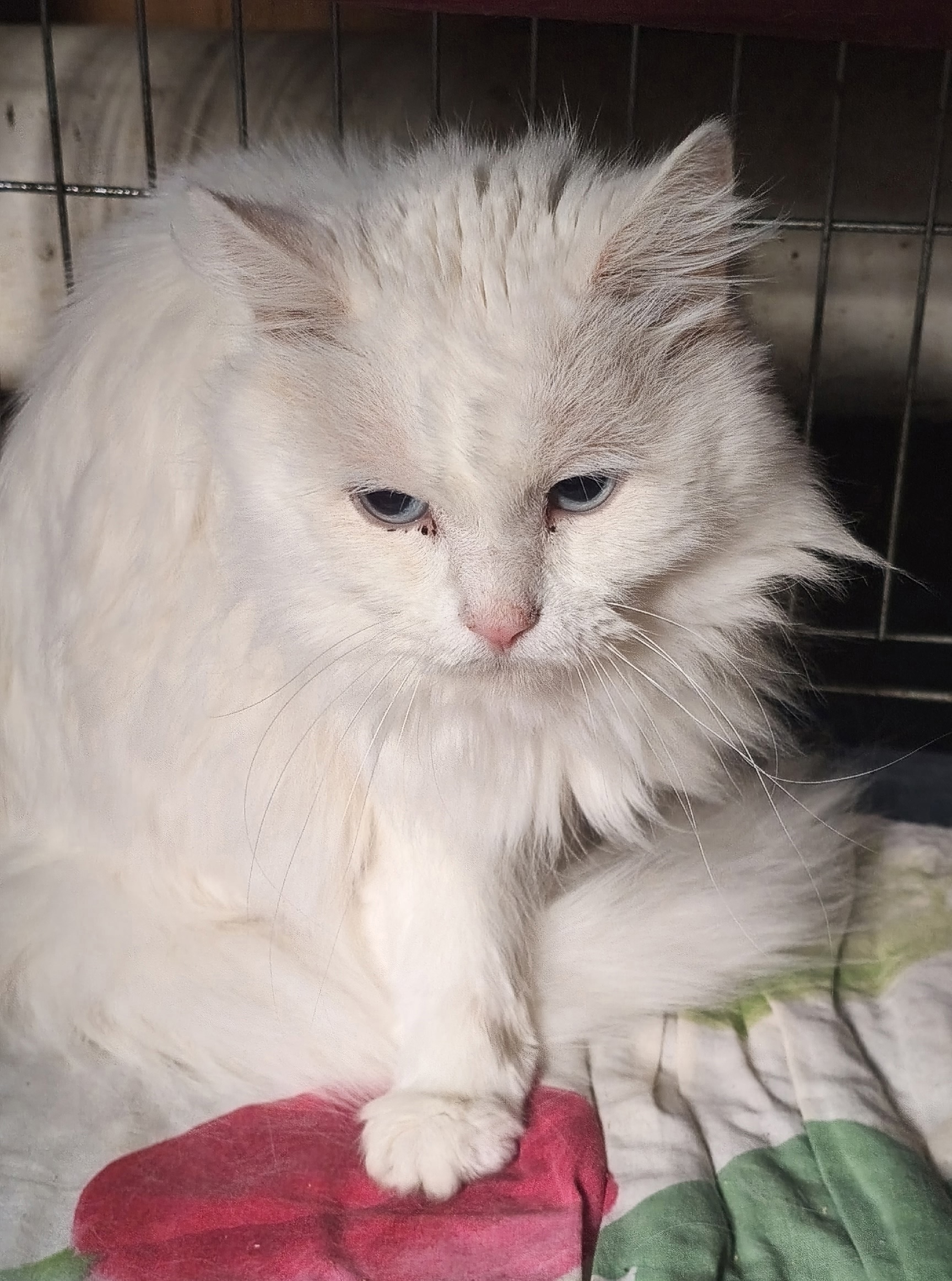 Пропала кошка в Иванове — фото объявления