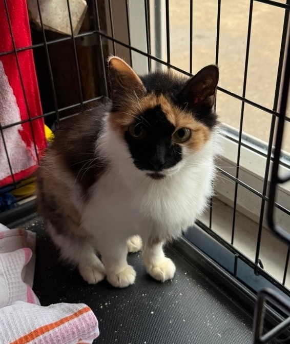 Найдена кошка в Иванове — фото объявления